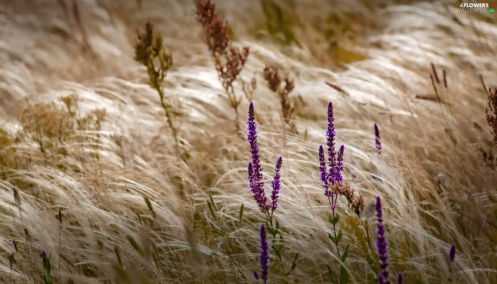 grass, Flowers, lavender, purple