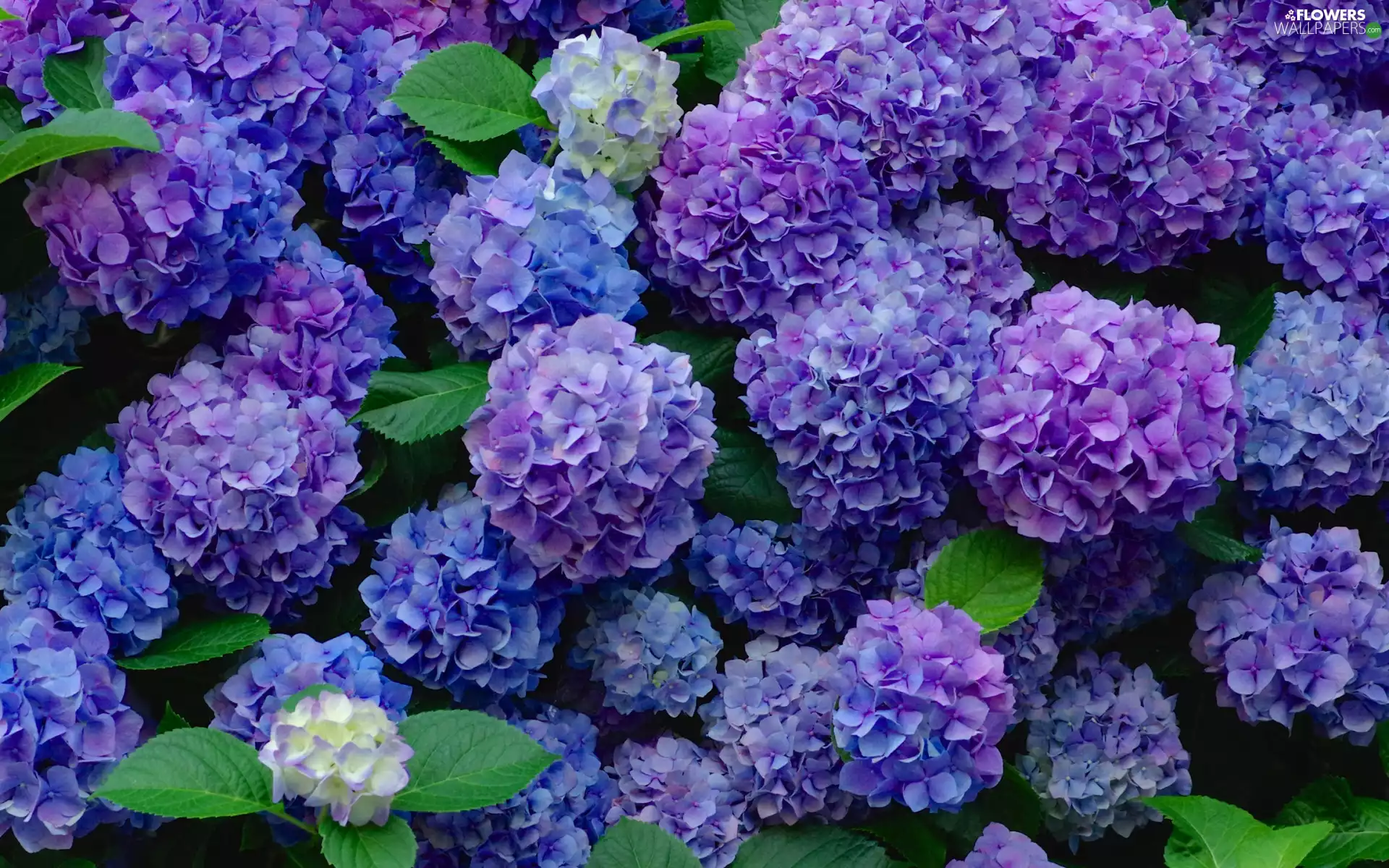 hydrangea, Flowers, Leaf, purple
