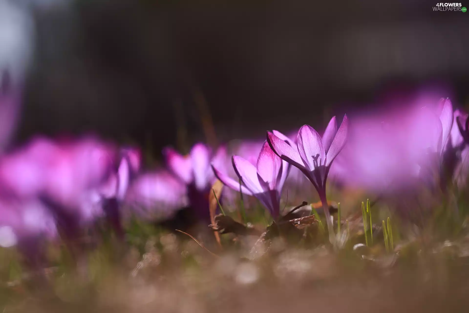 illuminated, Flowers, crocuses, purple