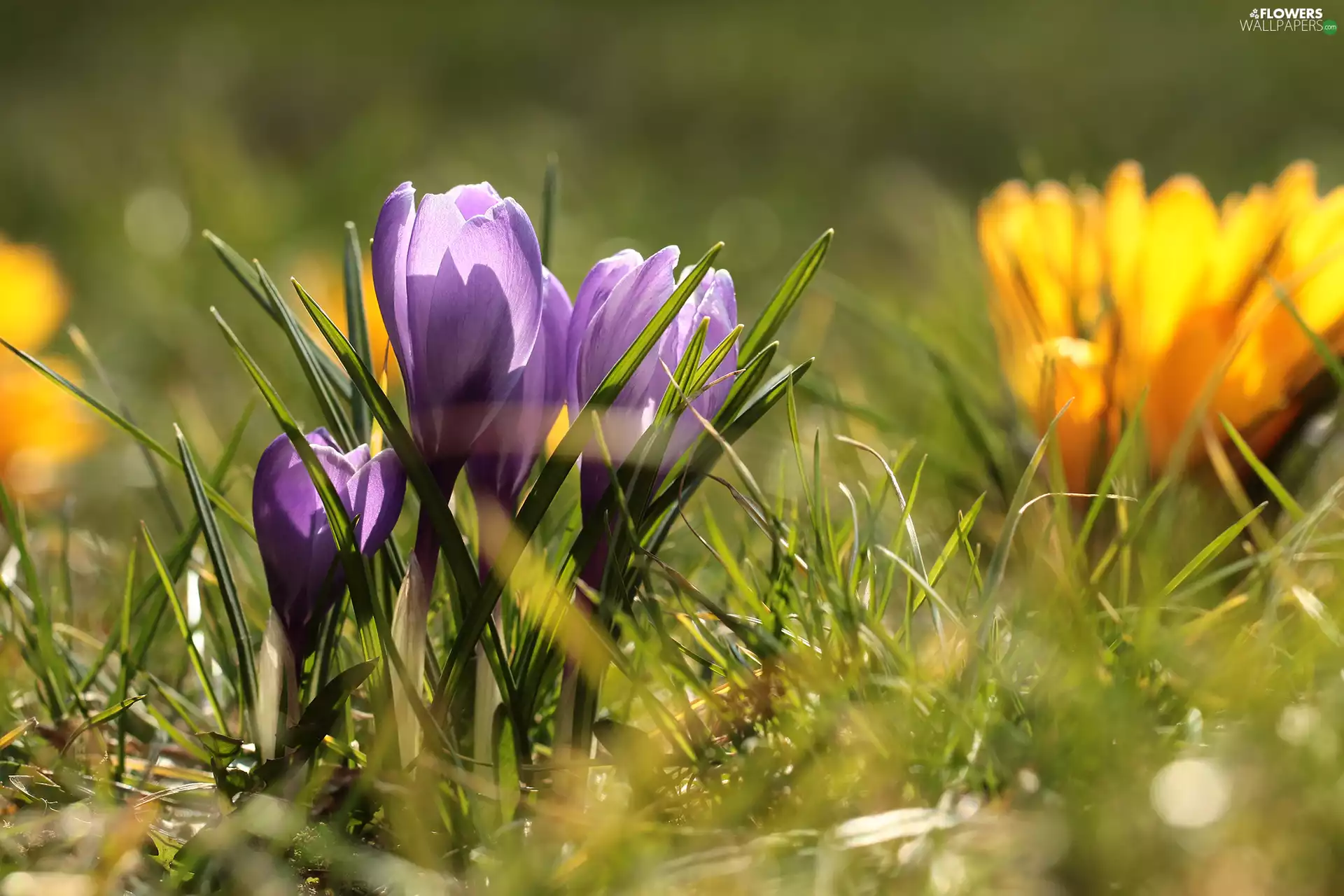 illuminated, crocuses, Flowers, purple