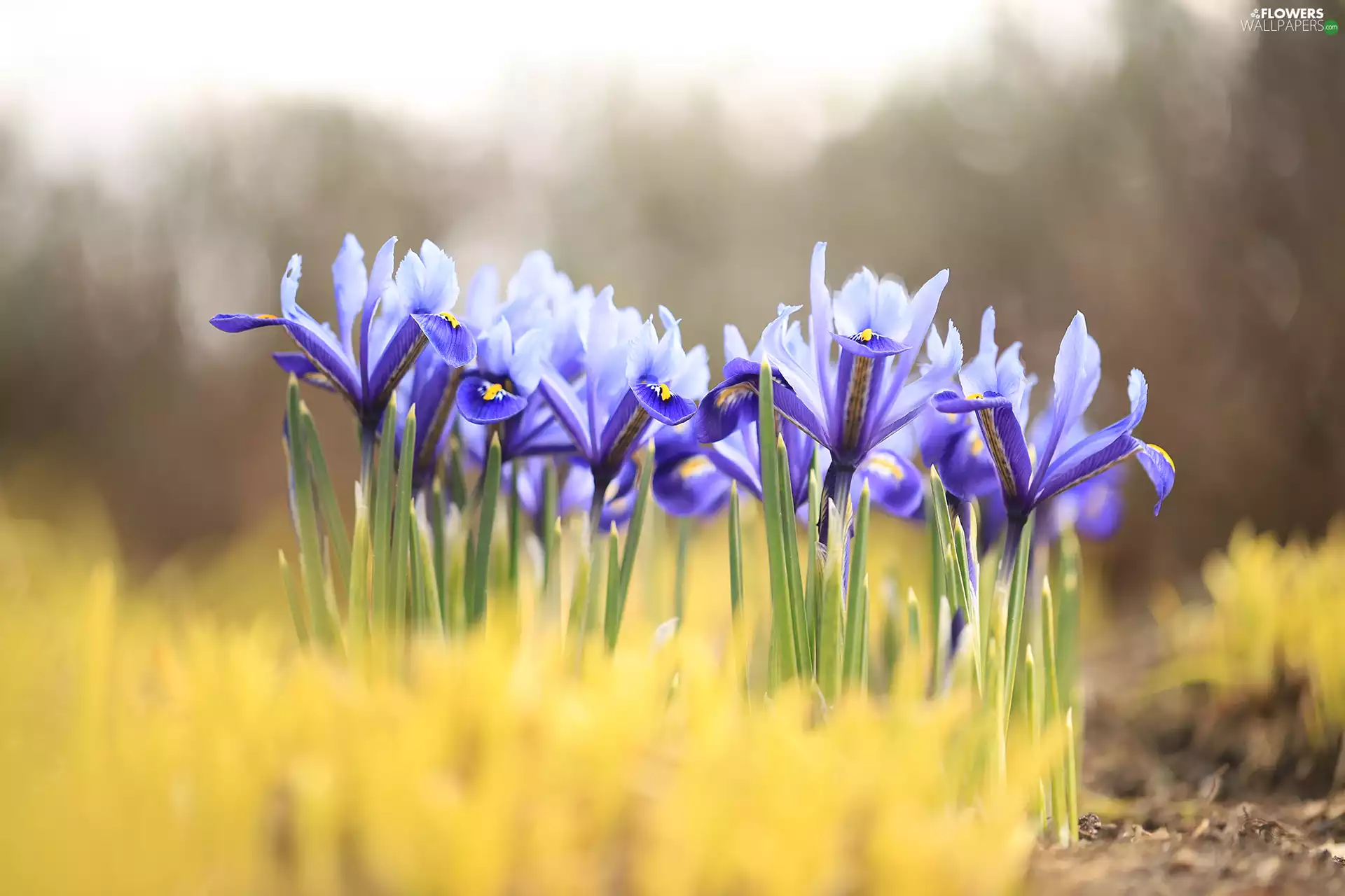 Irises, Flowers, cluster, purple