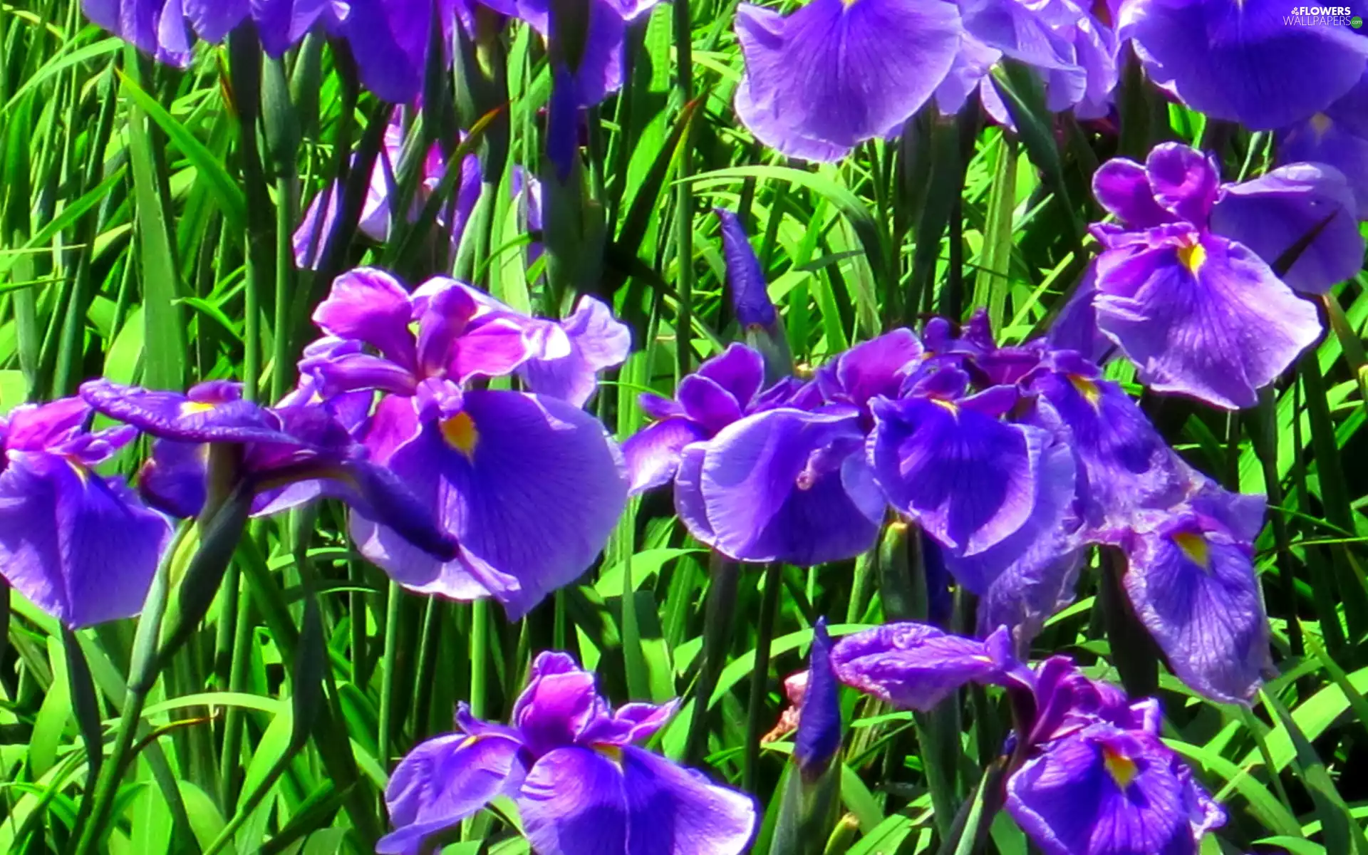 purple, Irises