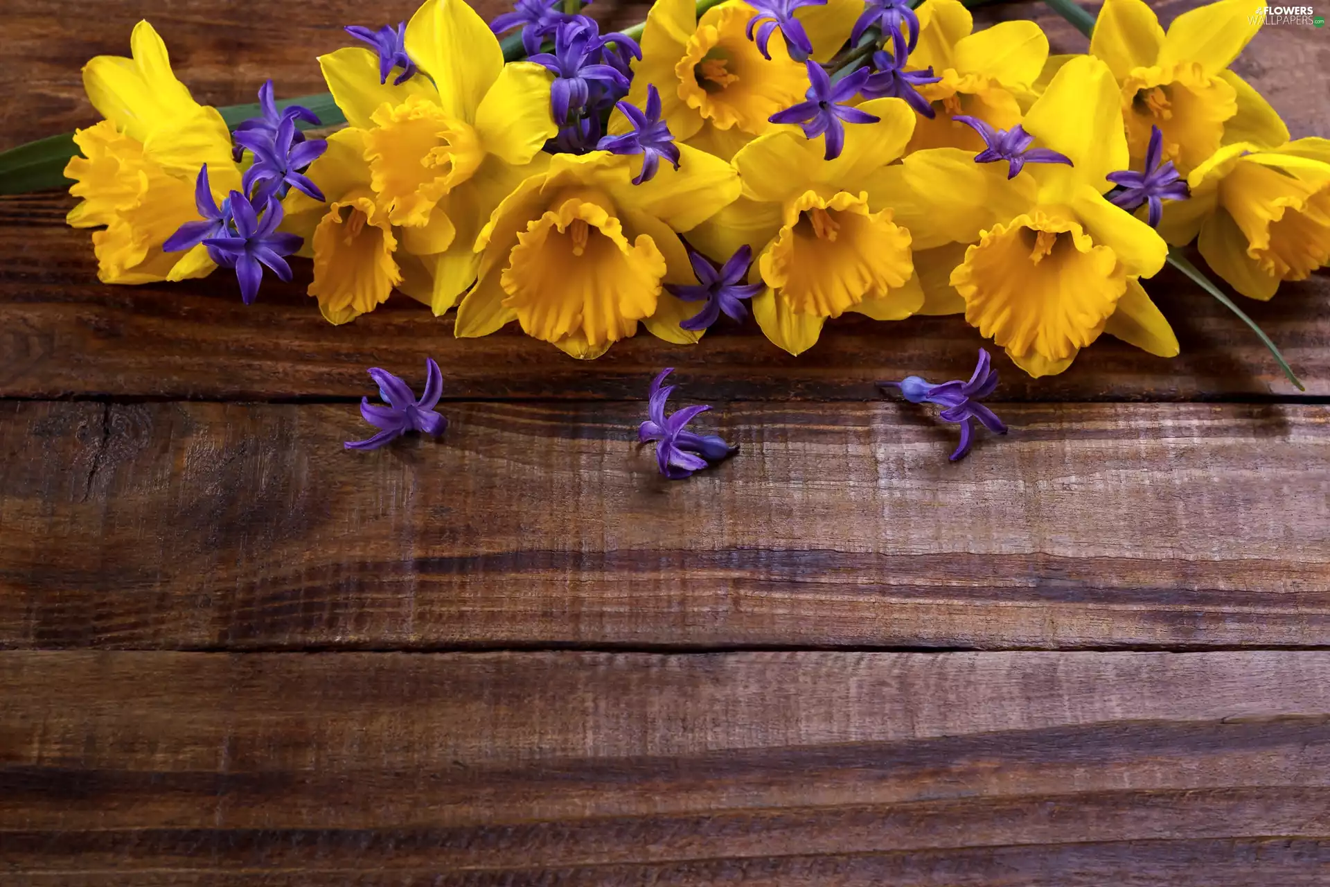 Jonquil, Flowers, boarding, purple