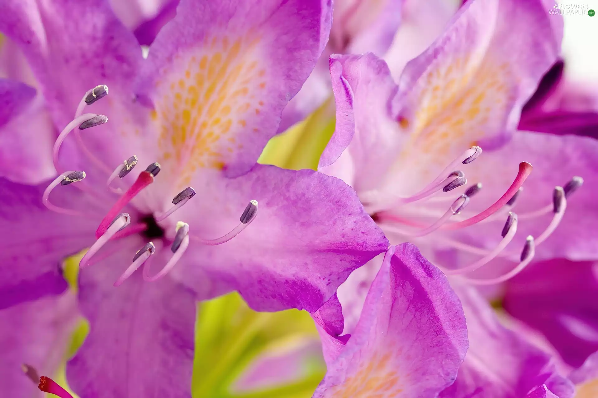 purple, lilies
