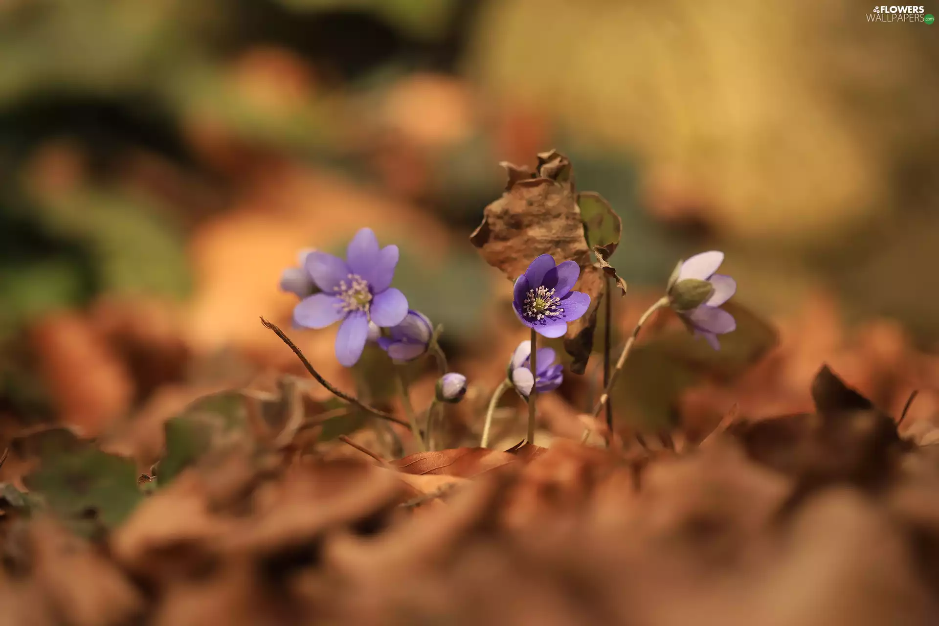Liverworts, Flowers, Leaf, purple