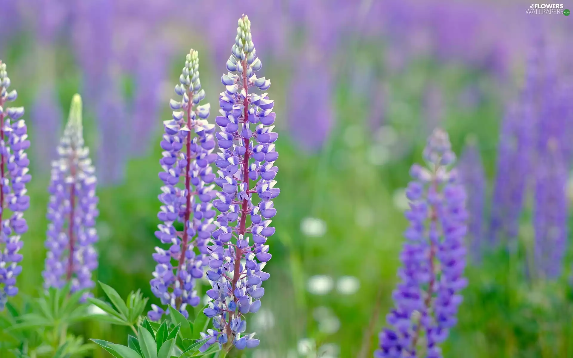 purple, lupins