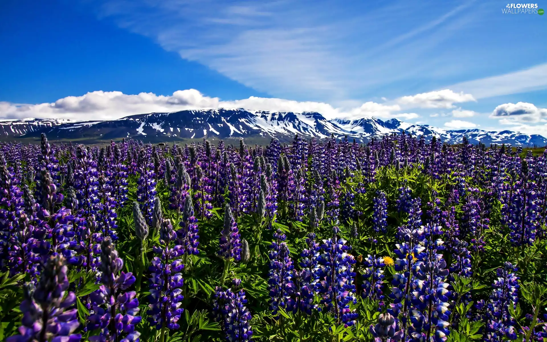Mountains, Flowers, lupine, purple