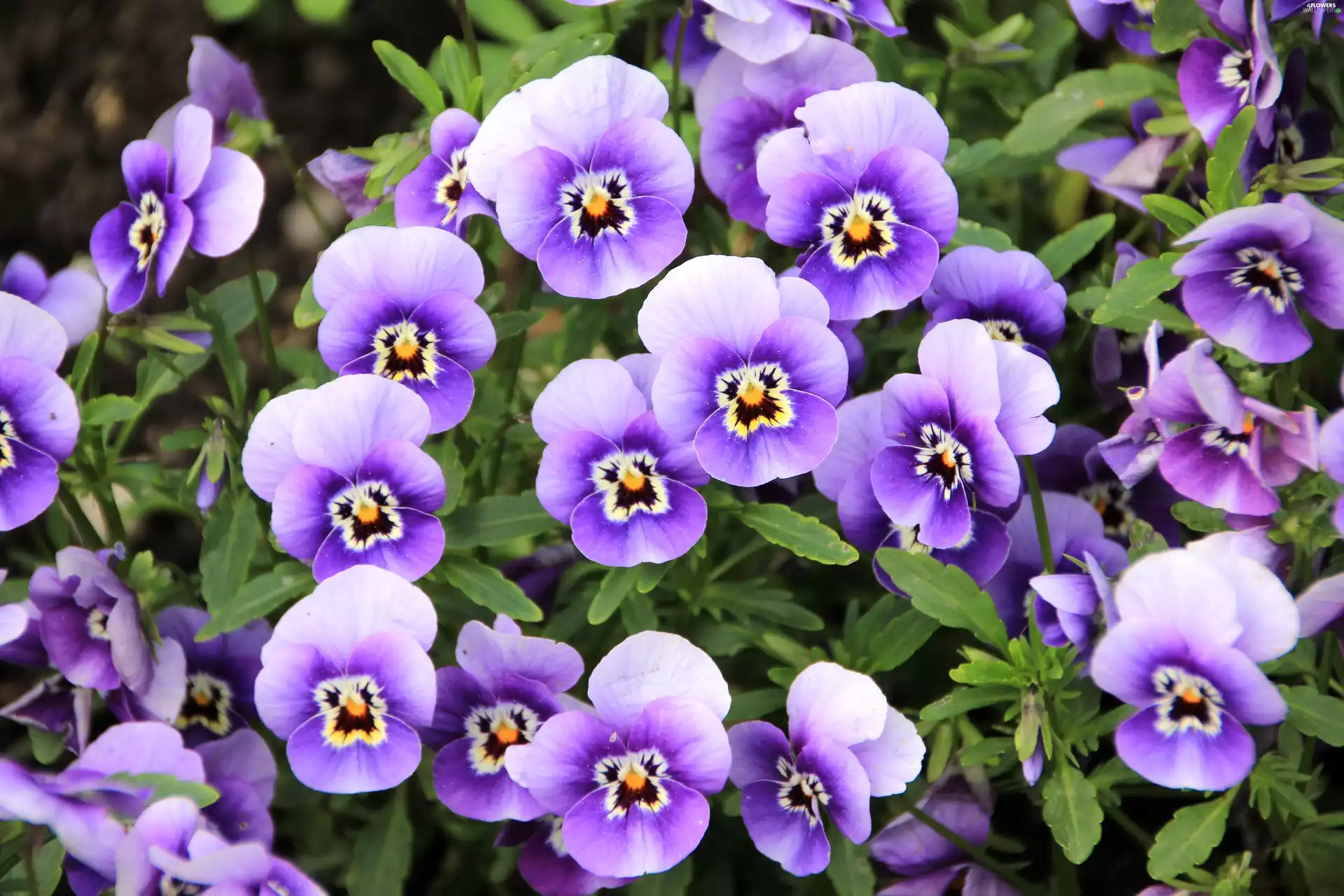 purple, pansies