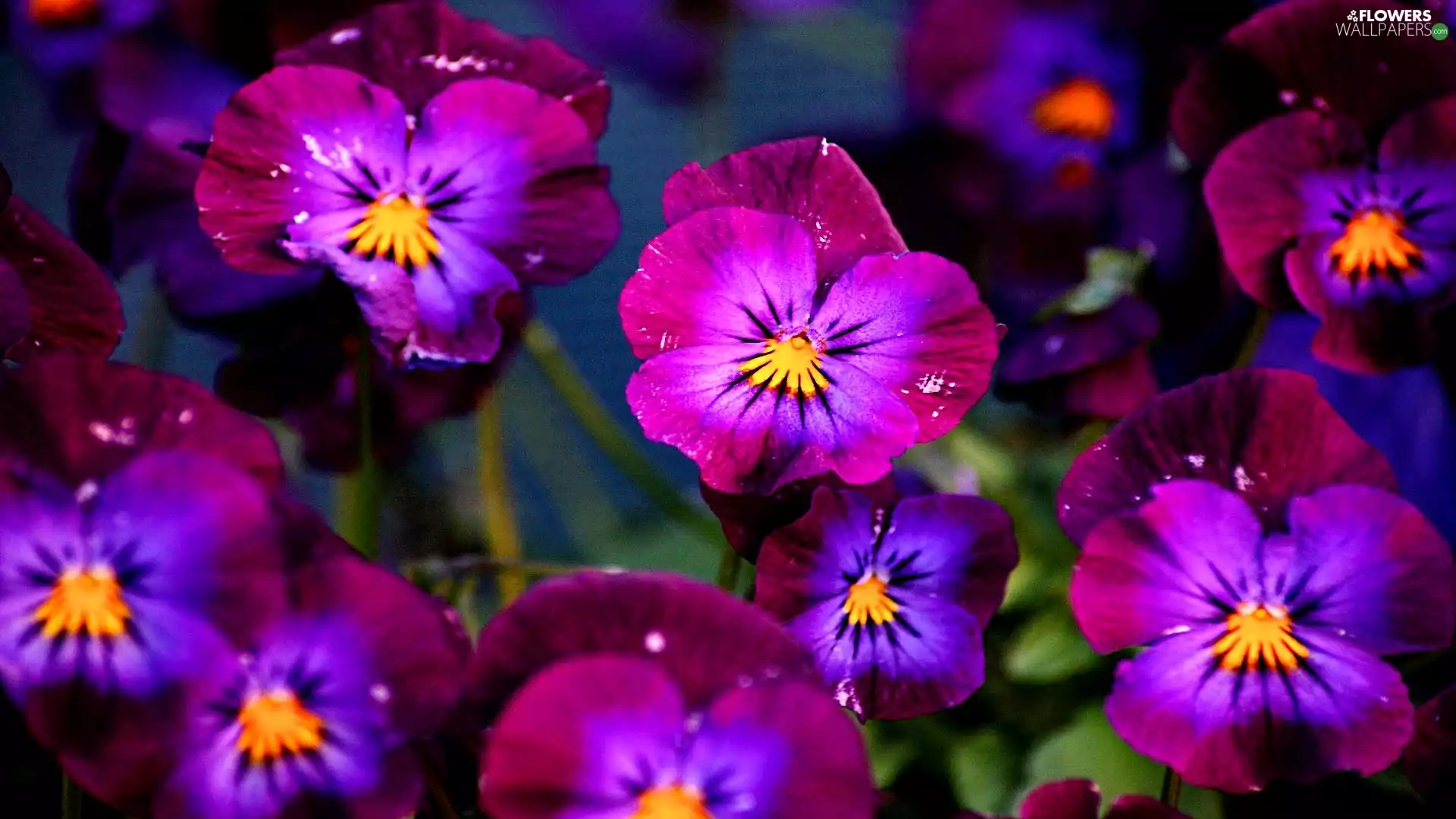 purple, pansies