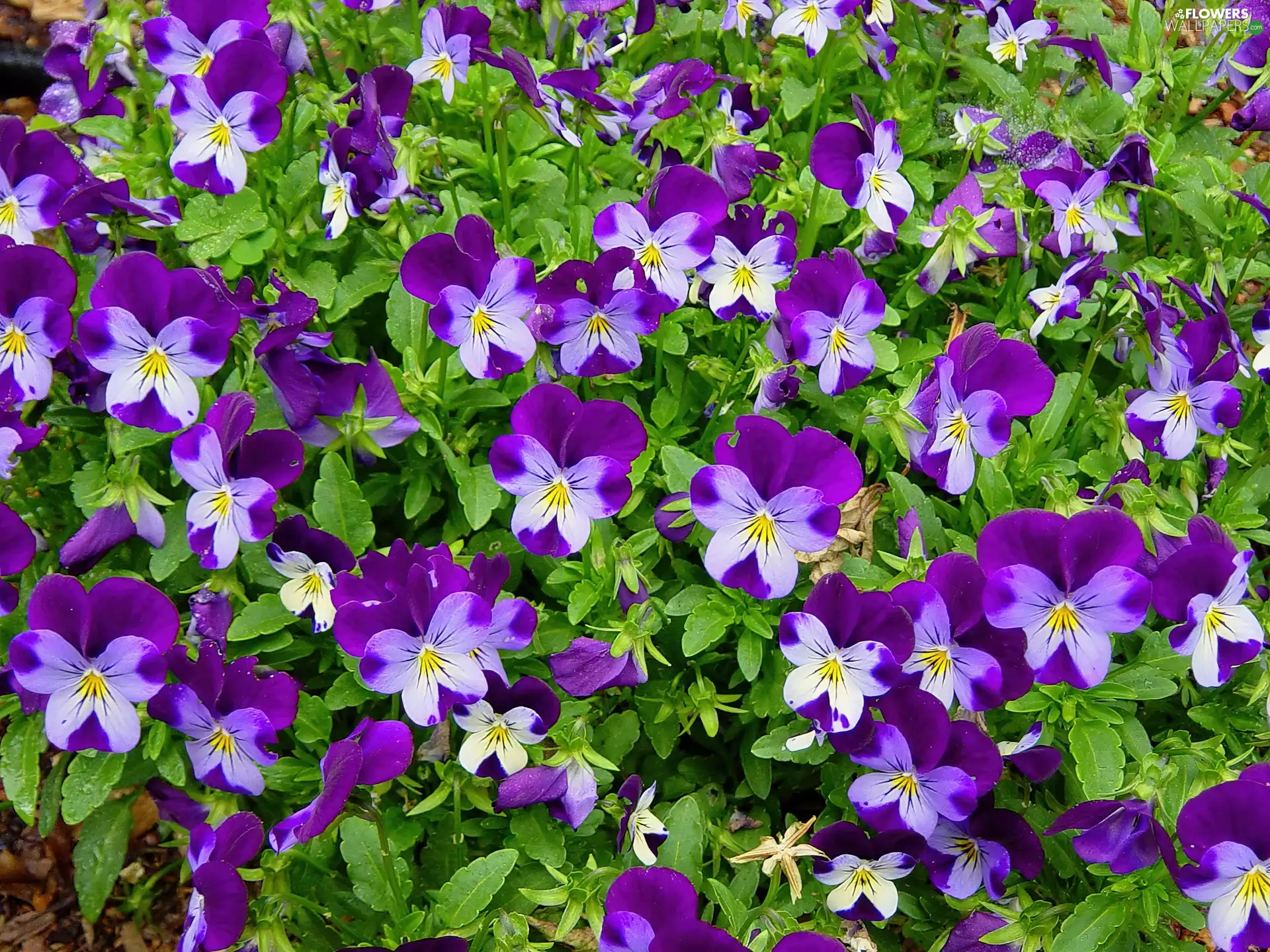 purple, pansies