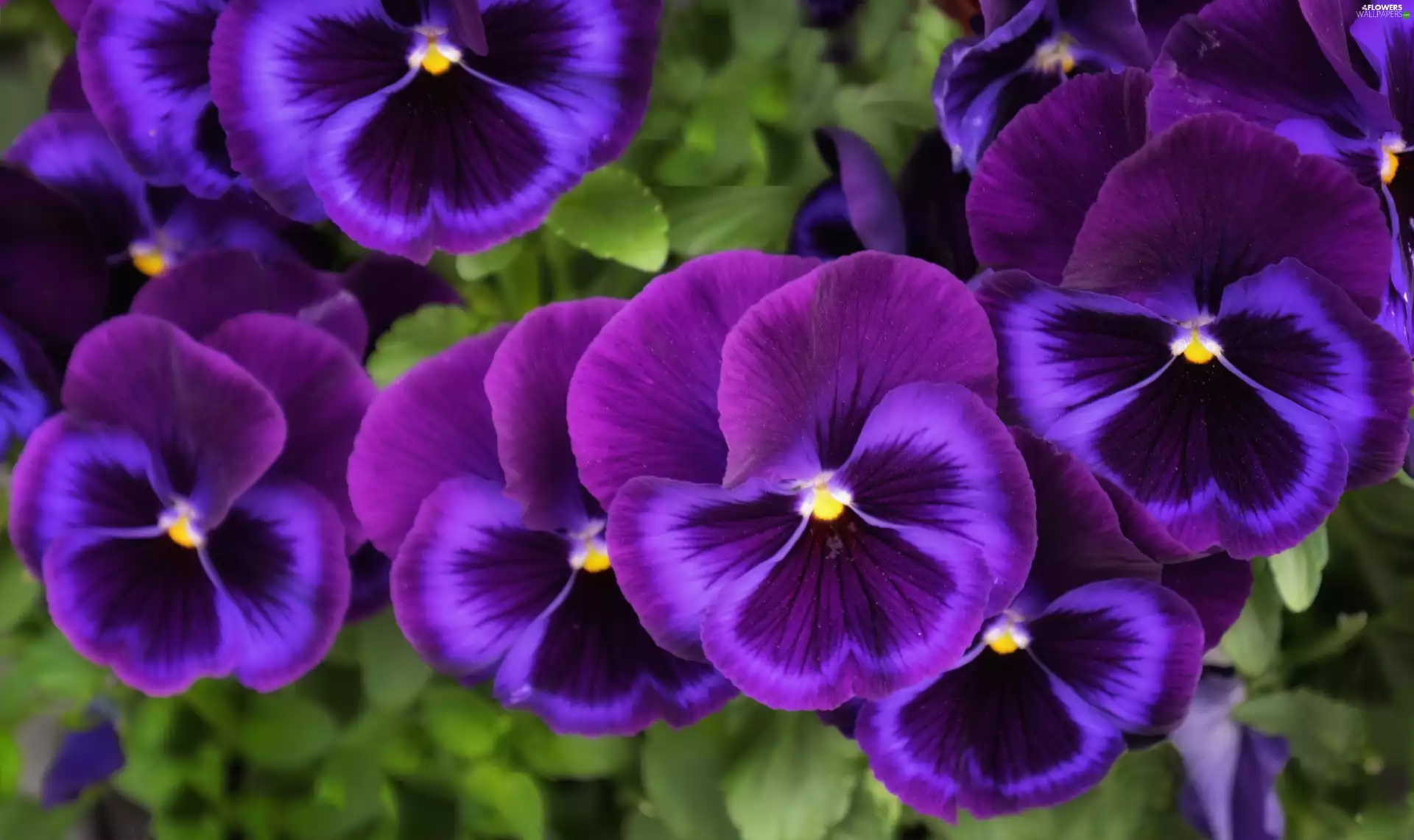 purple, pansies
