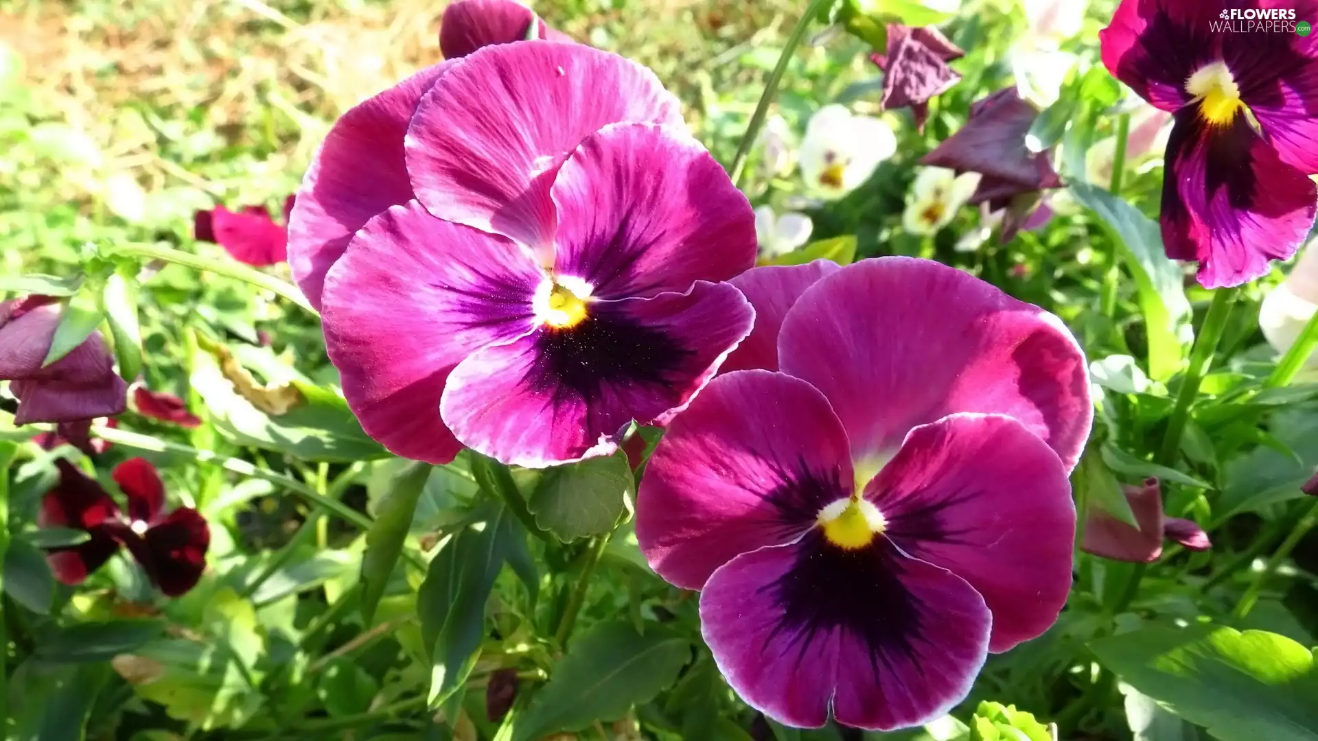 Purple, pansies