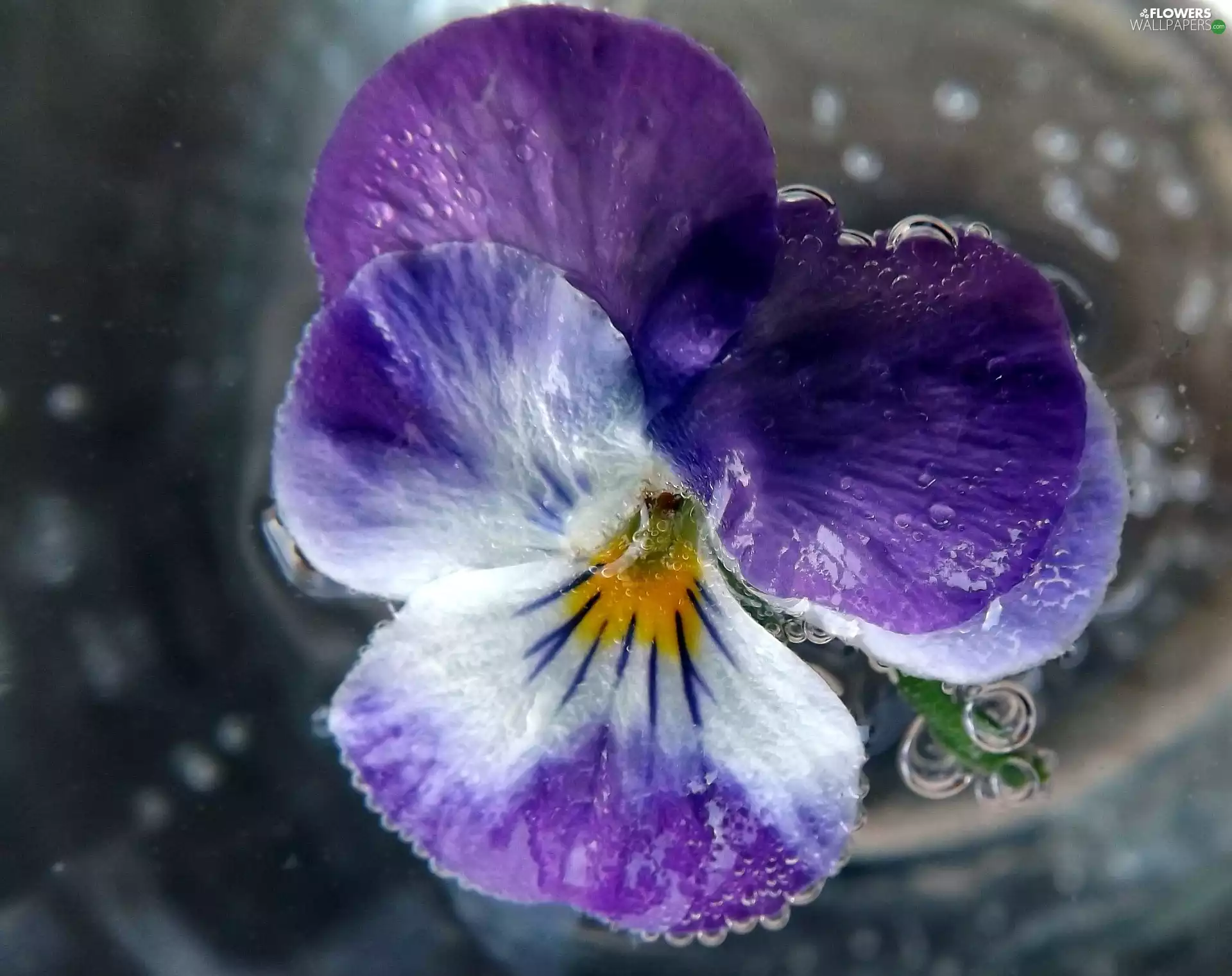 pansy, flakes, drops, purple