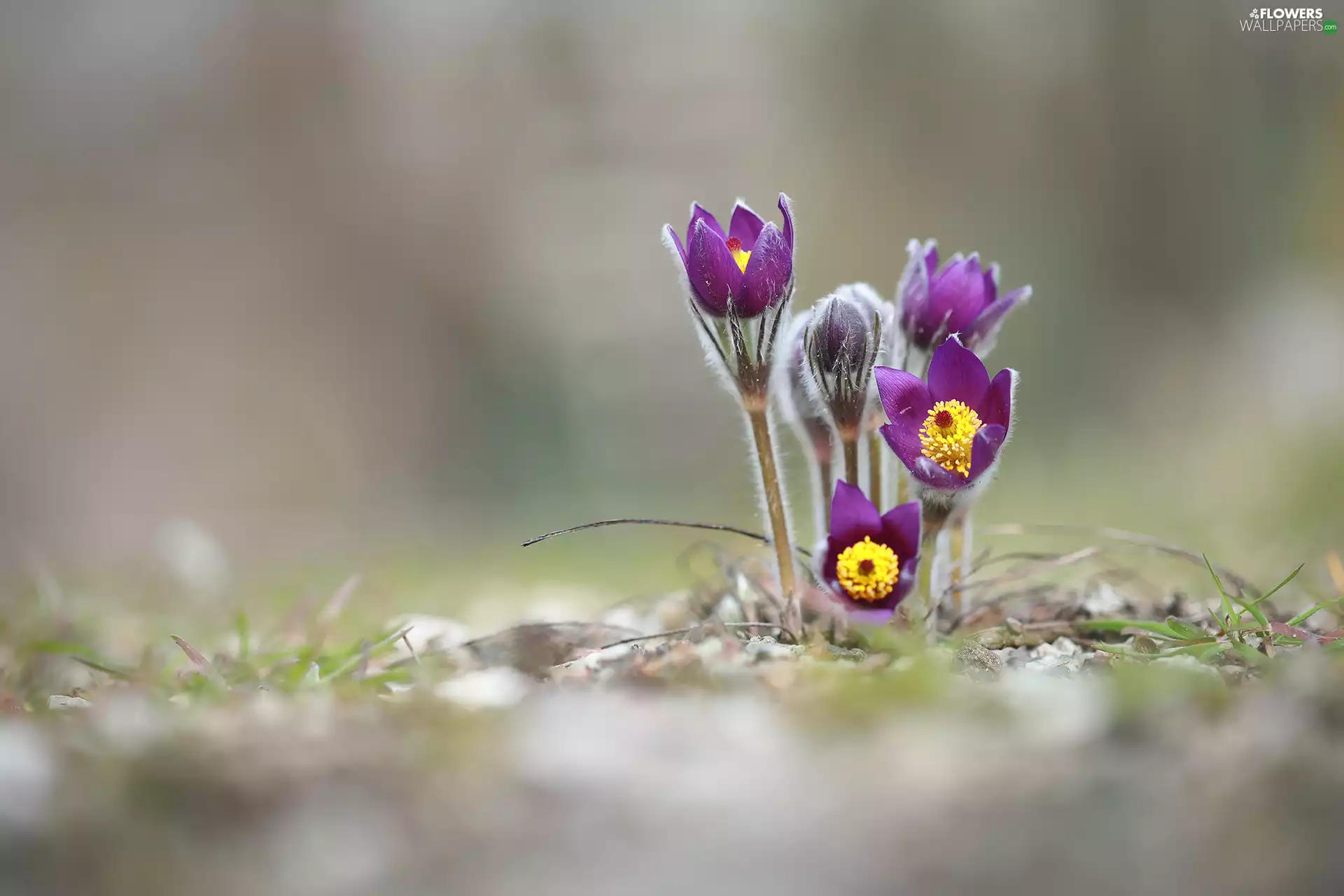 purple, blooming, pasque