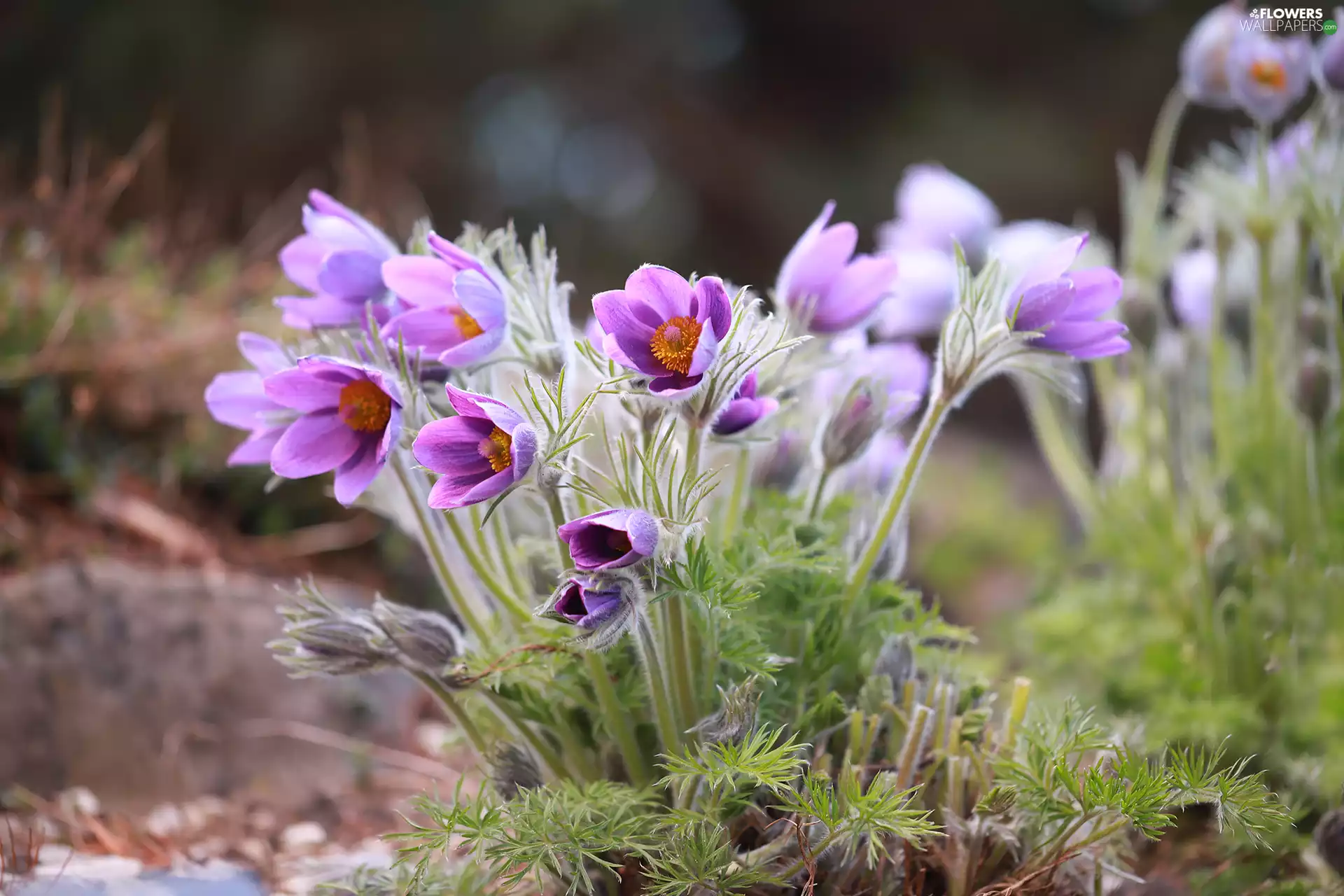 pasque, Flowers, cluster, purple