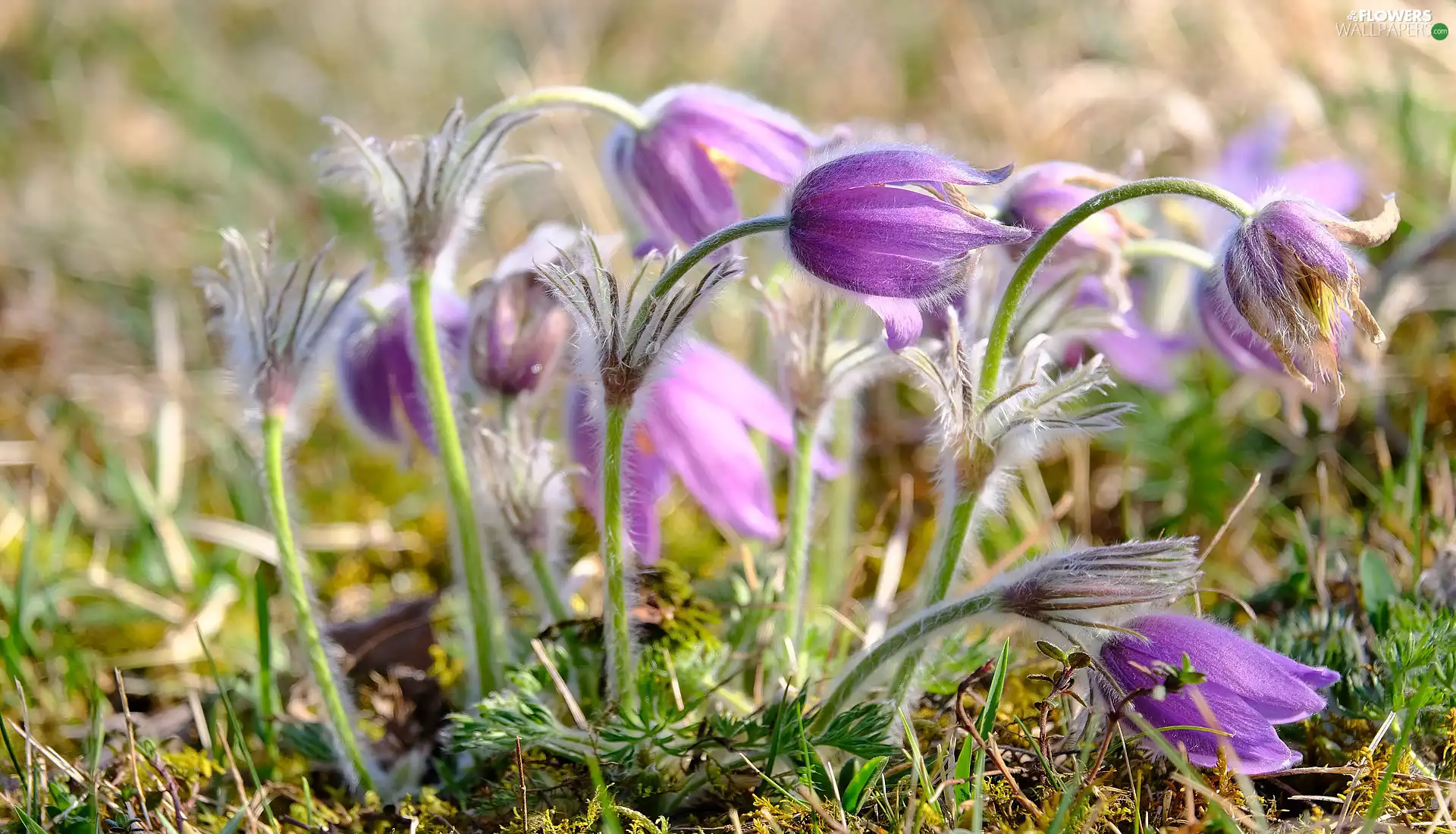 Light Purple, pasque, grass, Flowers