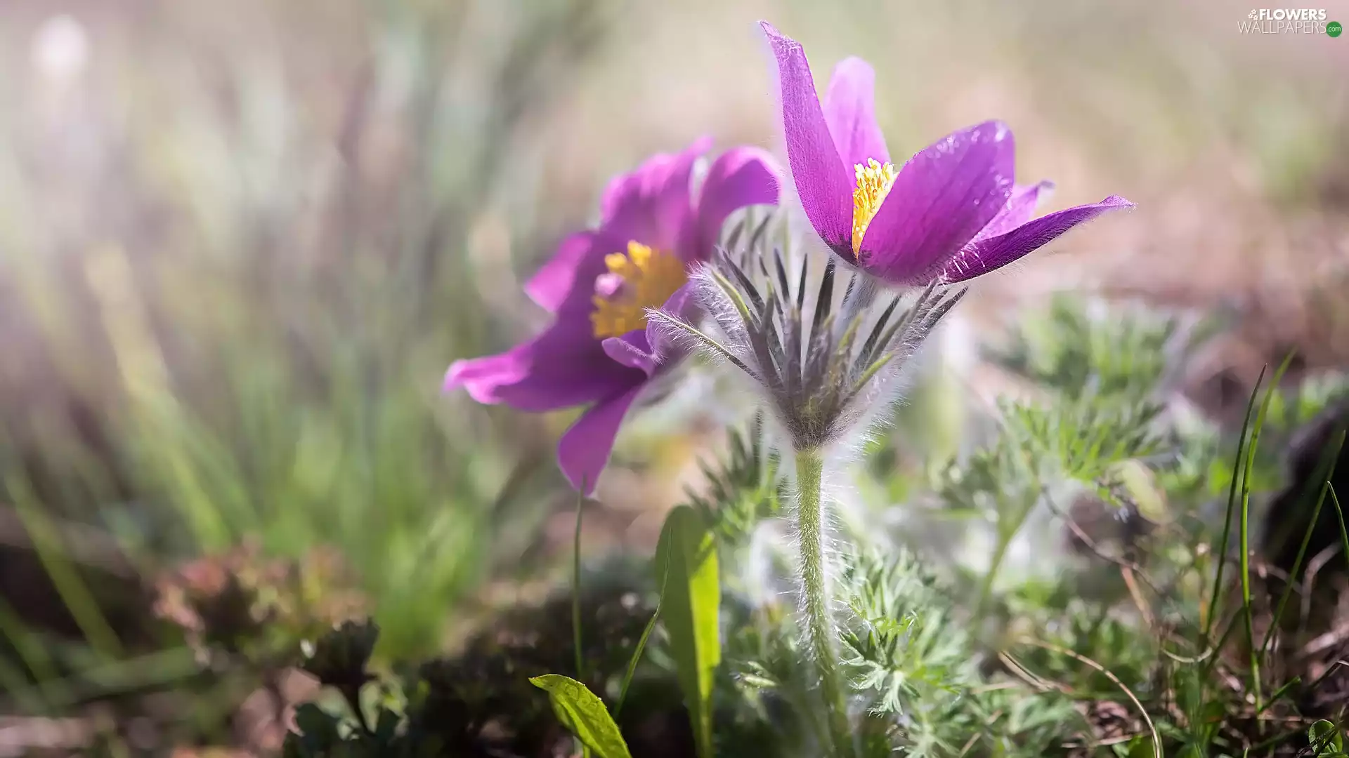 pasque, Flowers, Light Purple