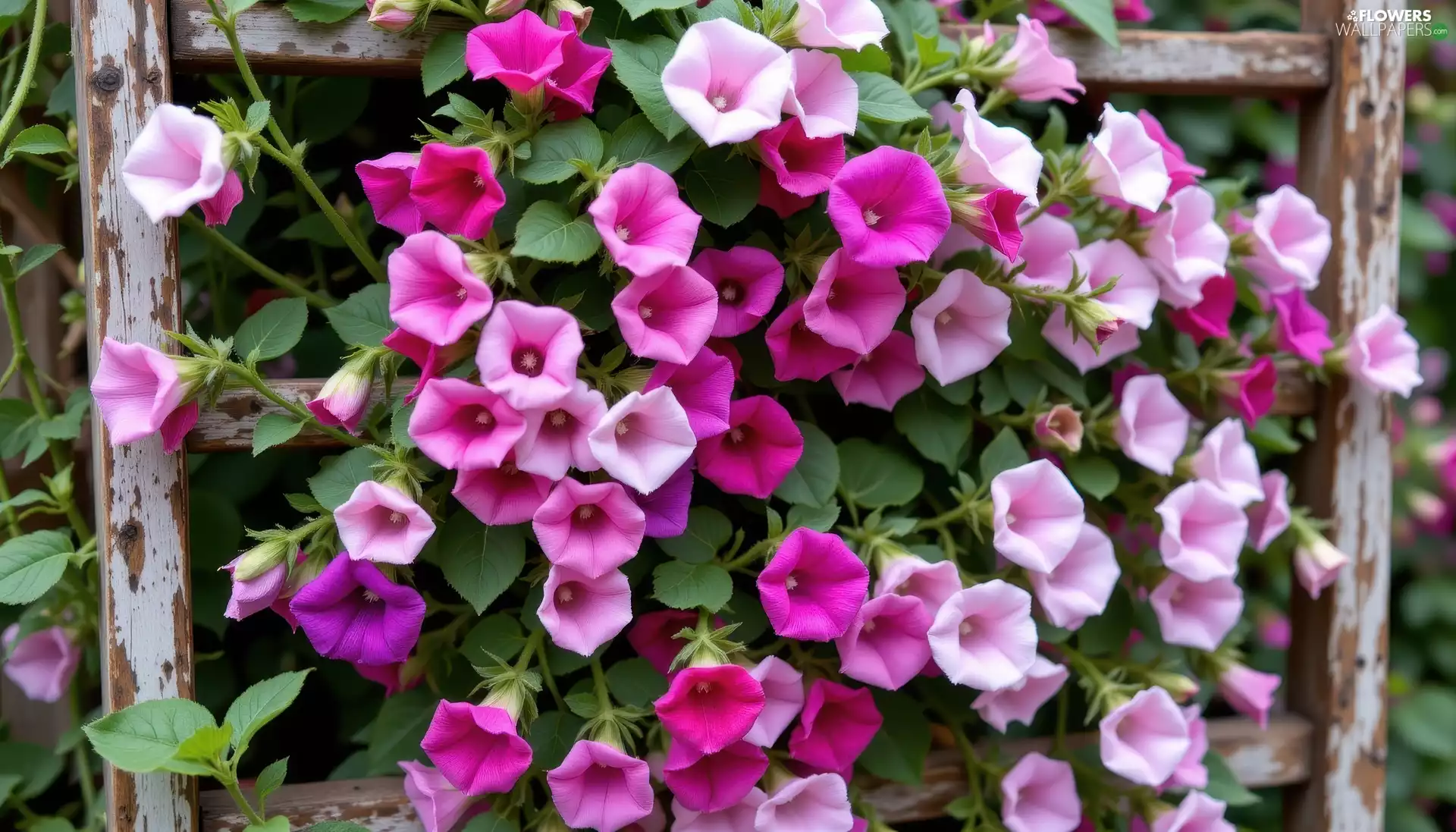 Pink, Flowers, bindweed, purple