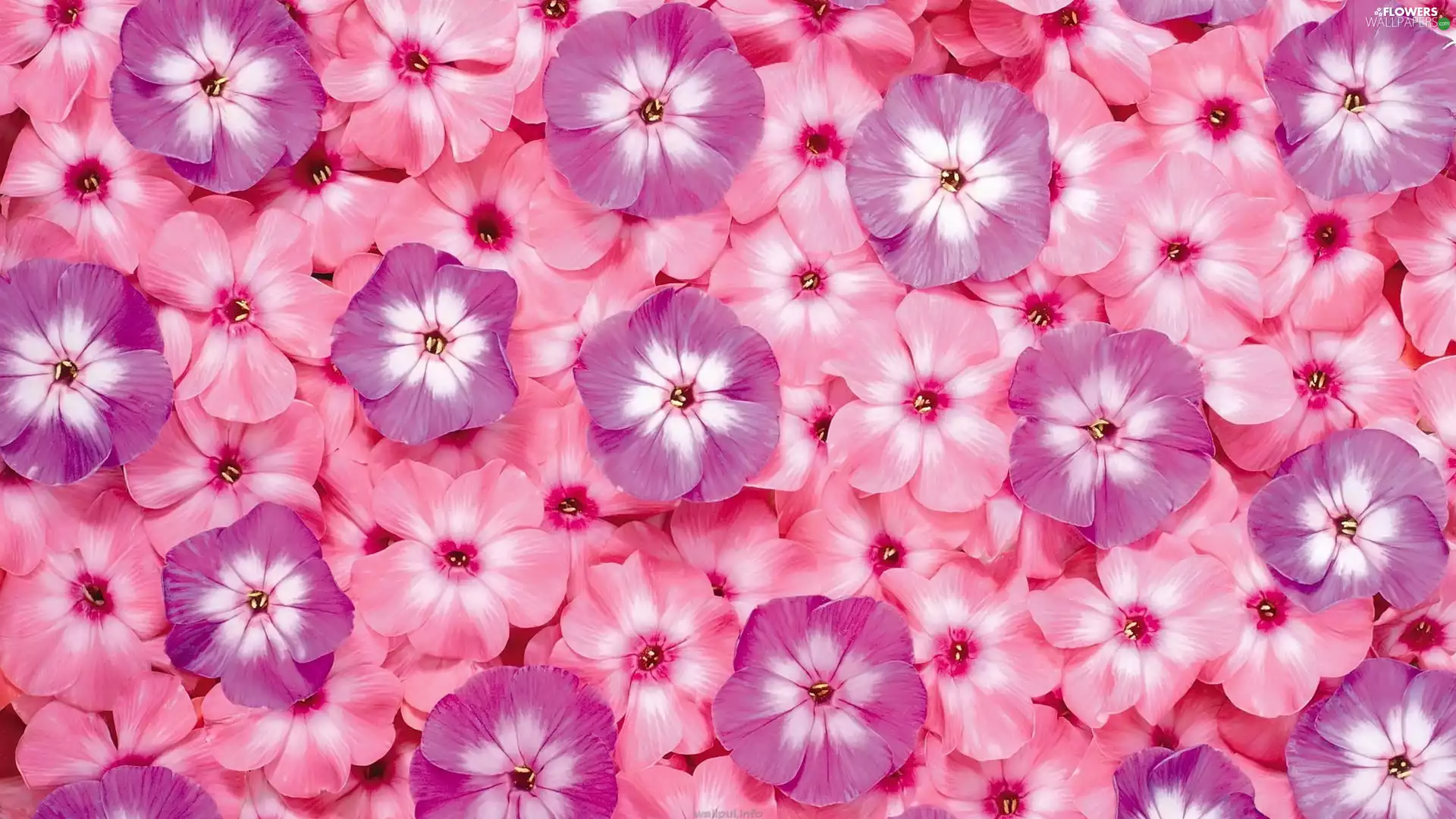 Pink, Flowers, phlox, purple