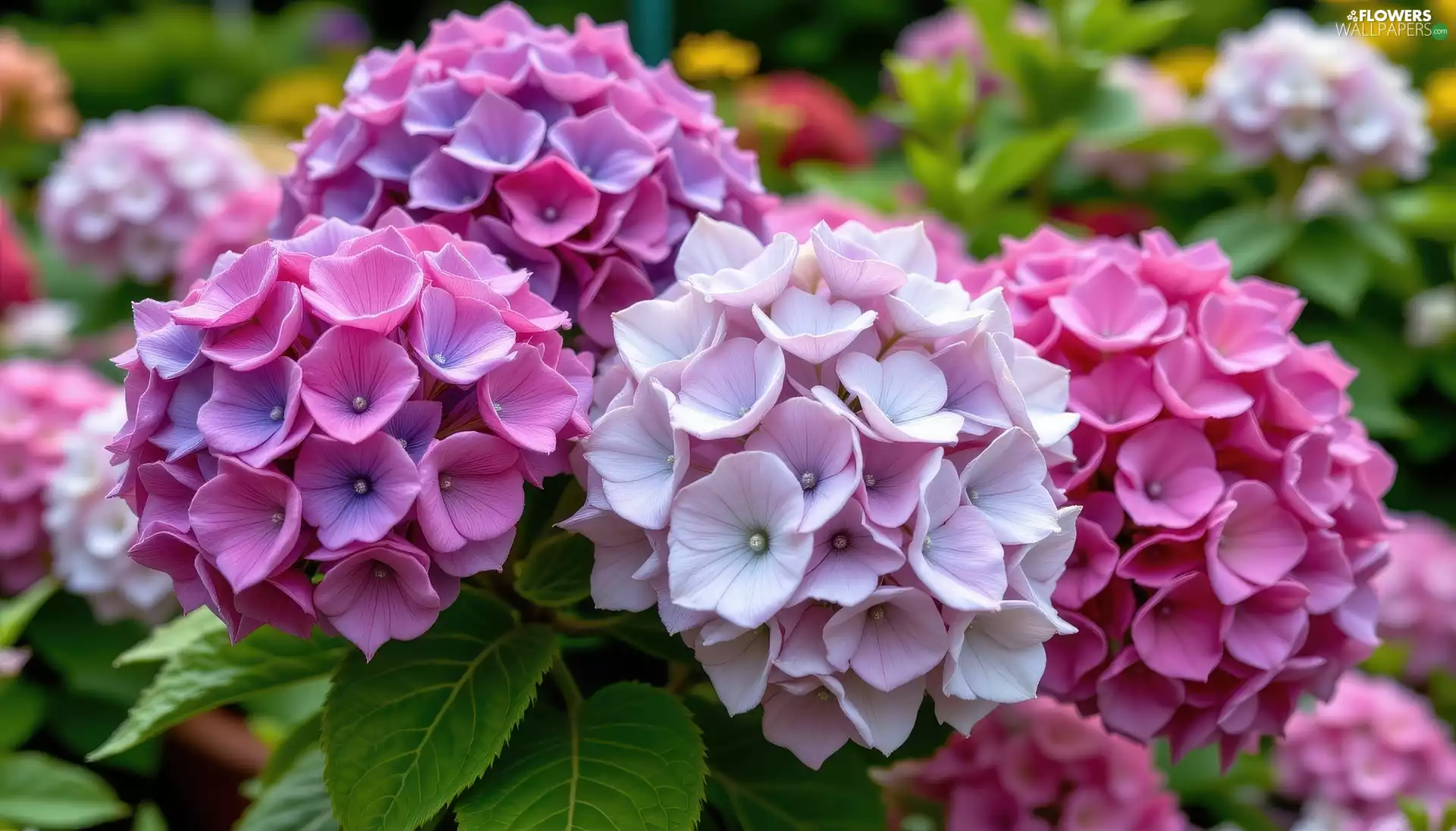 Pink, hydrangeas, rapprochement, purple