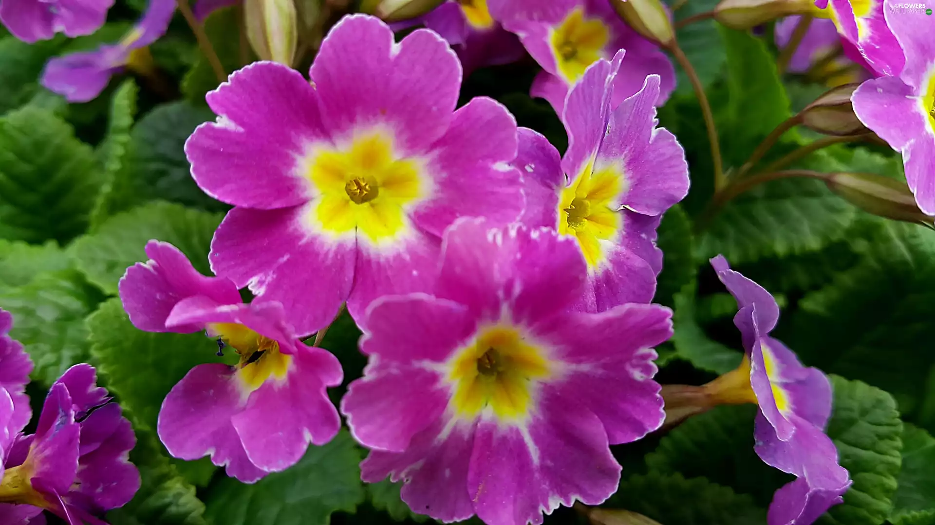 Purple, primrose
