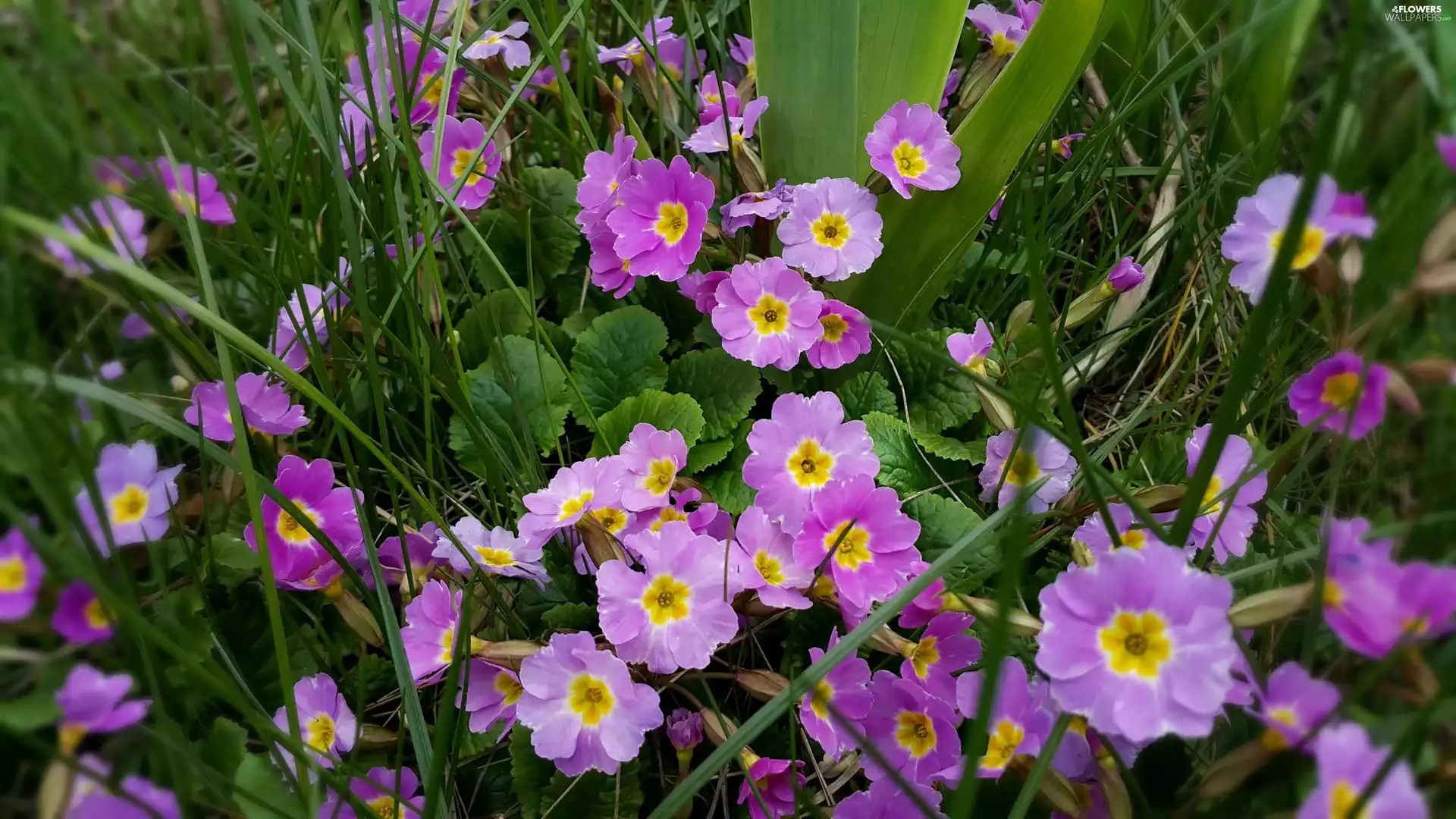 purple, Primrose