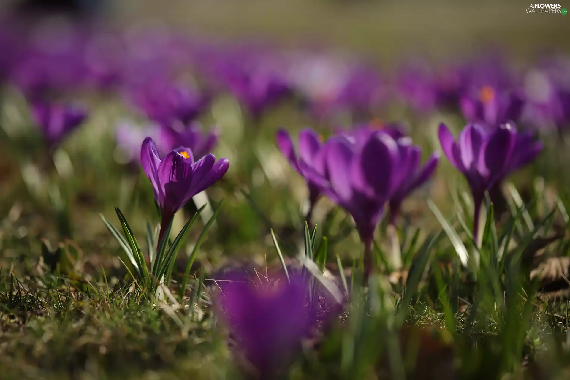 rapprochement, crocuses, Flowers, purple
