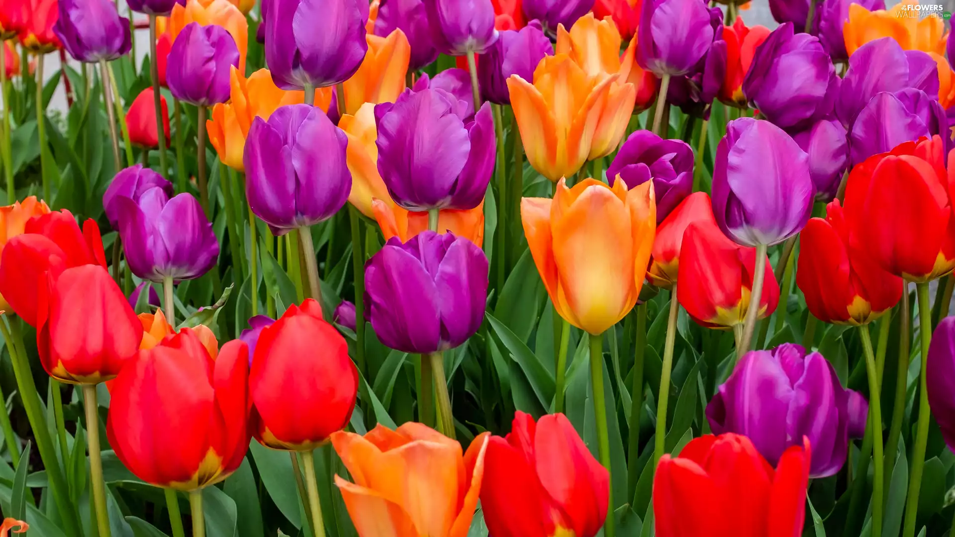 Red, Orange, Tulips, purple