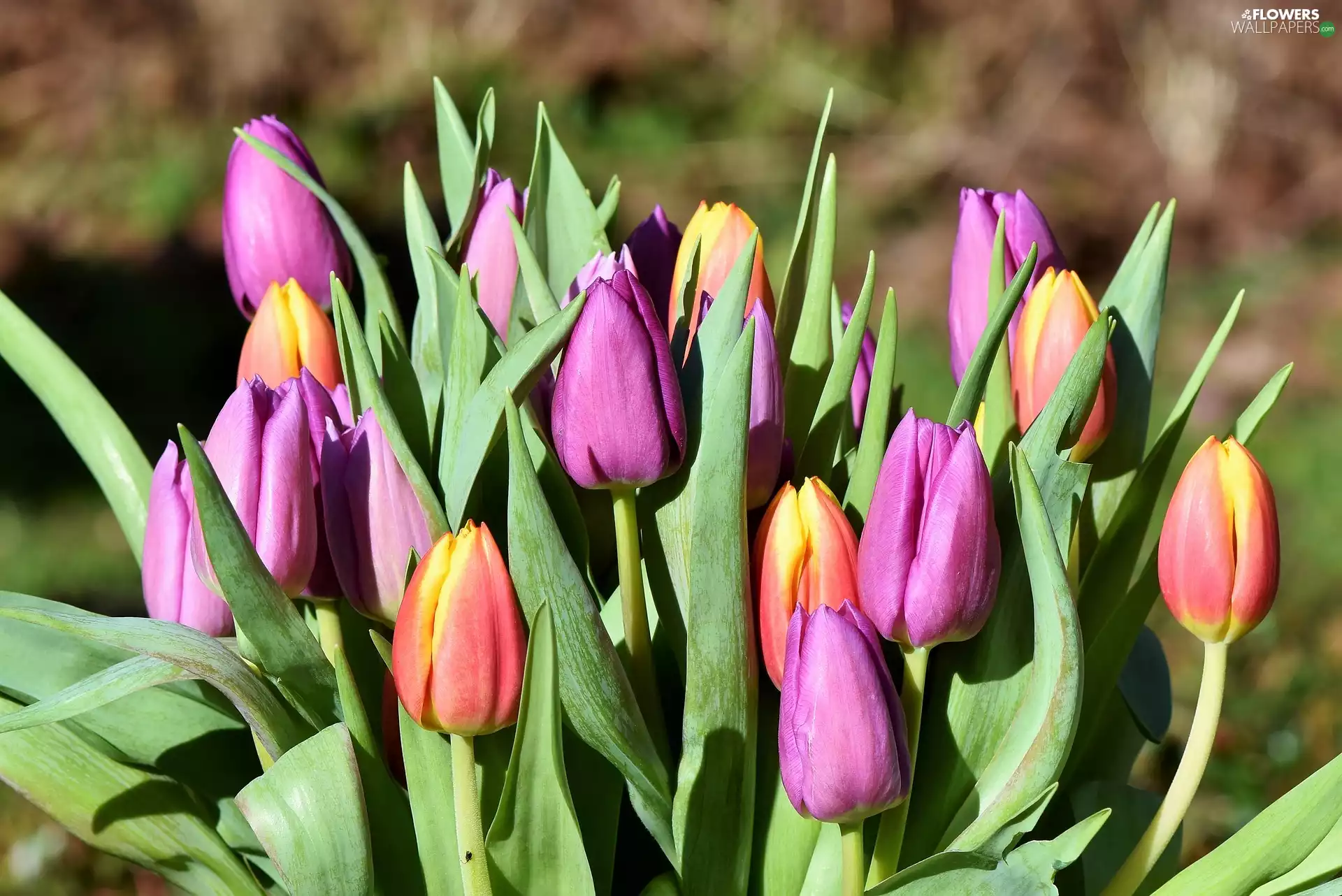 Flowers, purple, Red-Yellow, Tulips