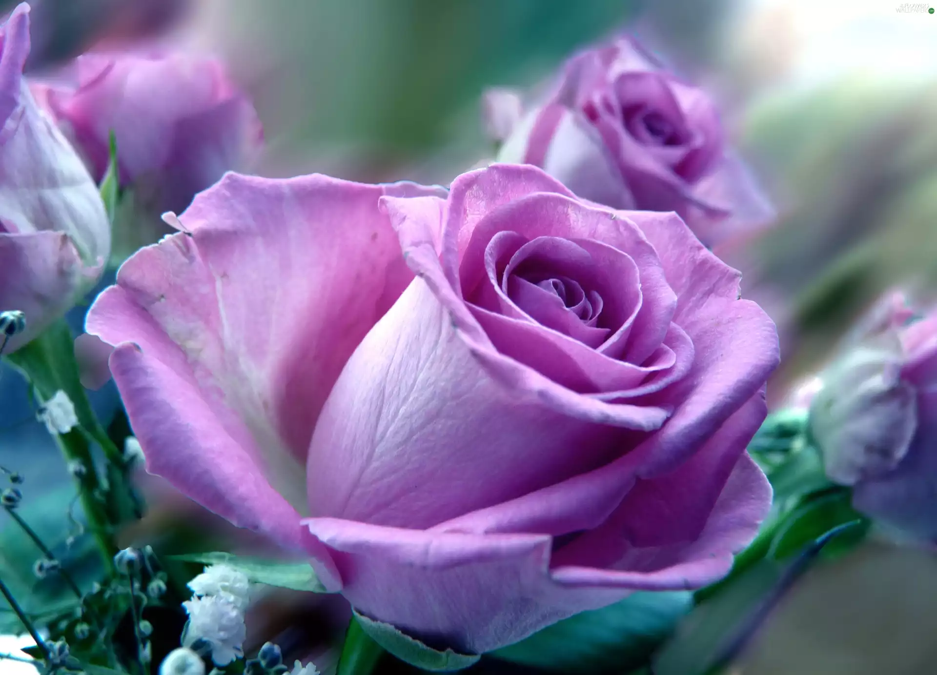 Purple, rose