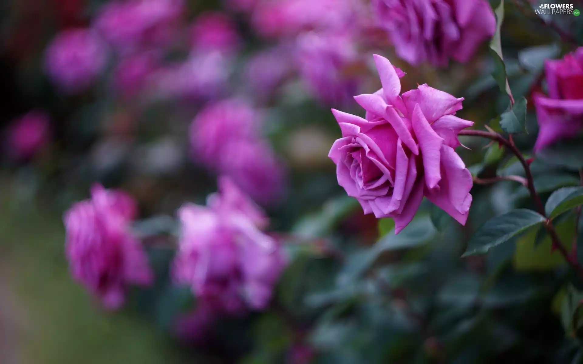 Purple, roses