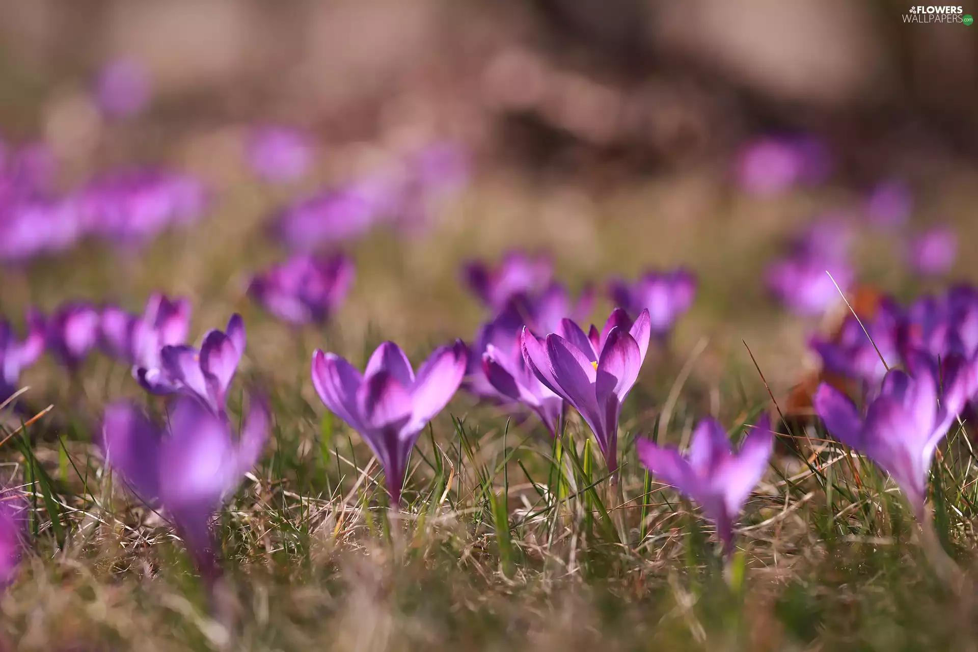 Spring, crocuses, Flowers, purple
