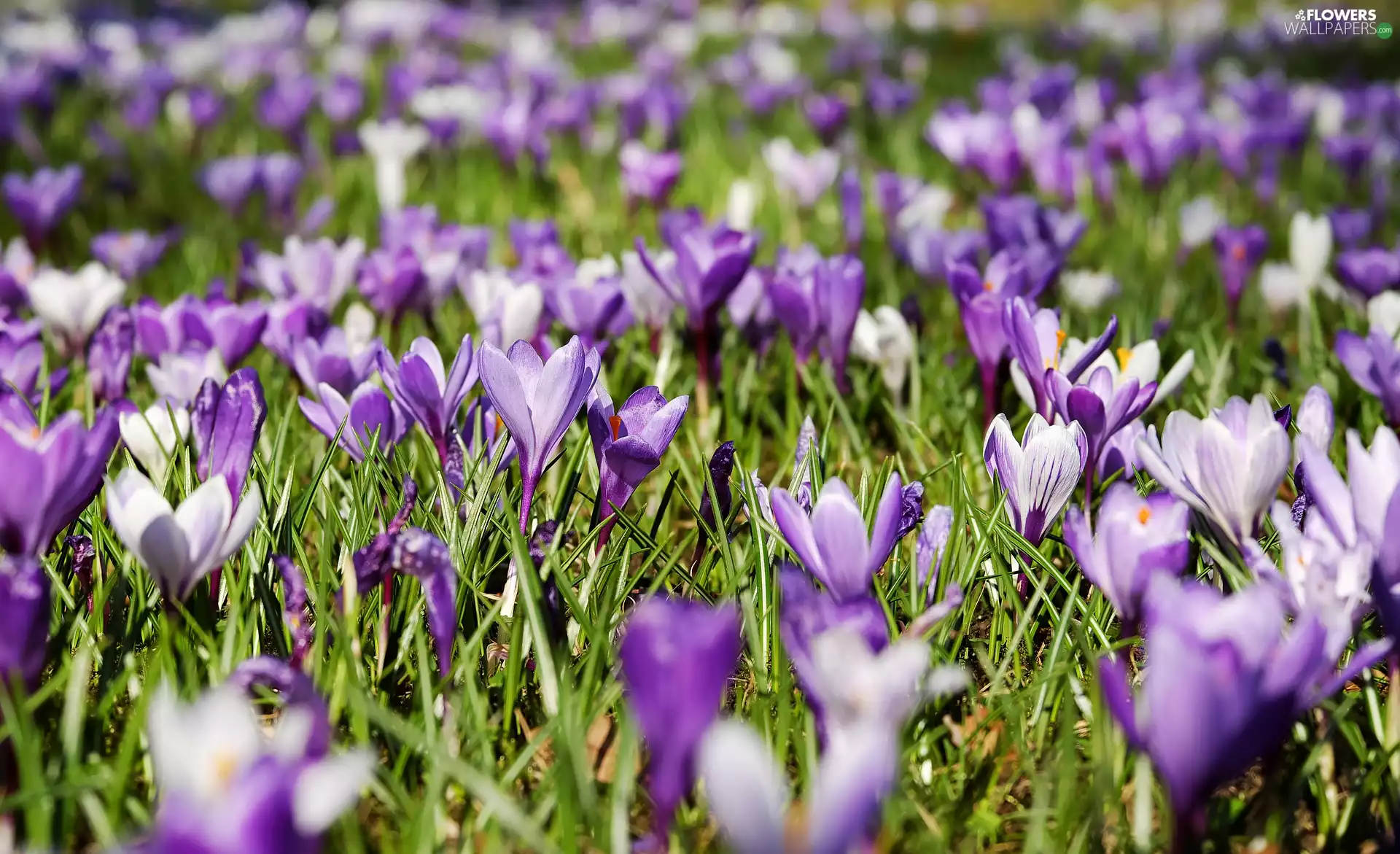 Spring, crocuses, grass, purple