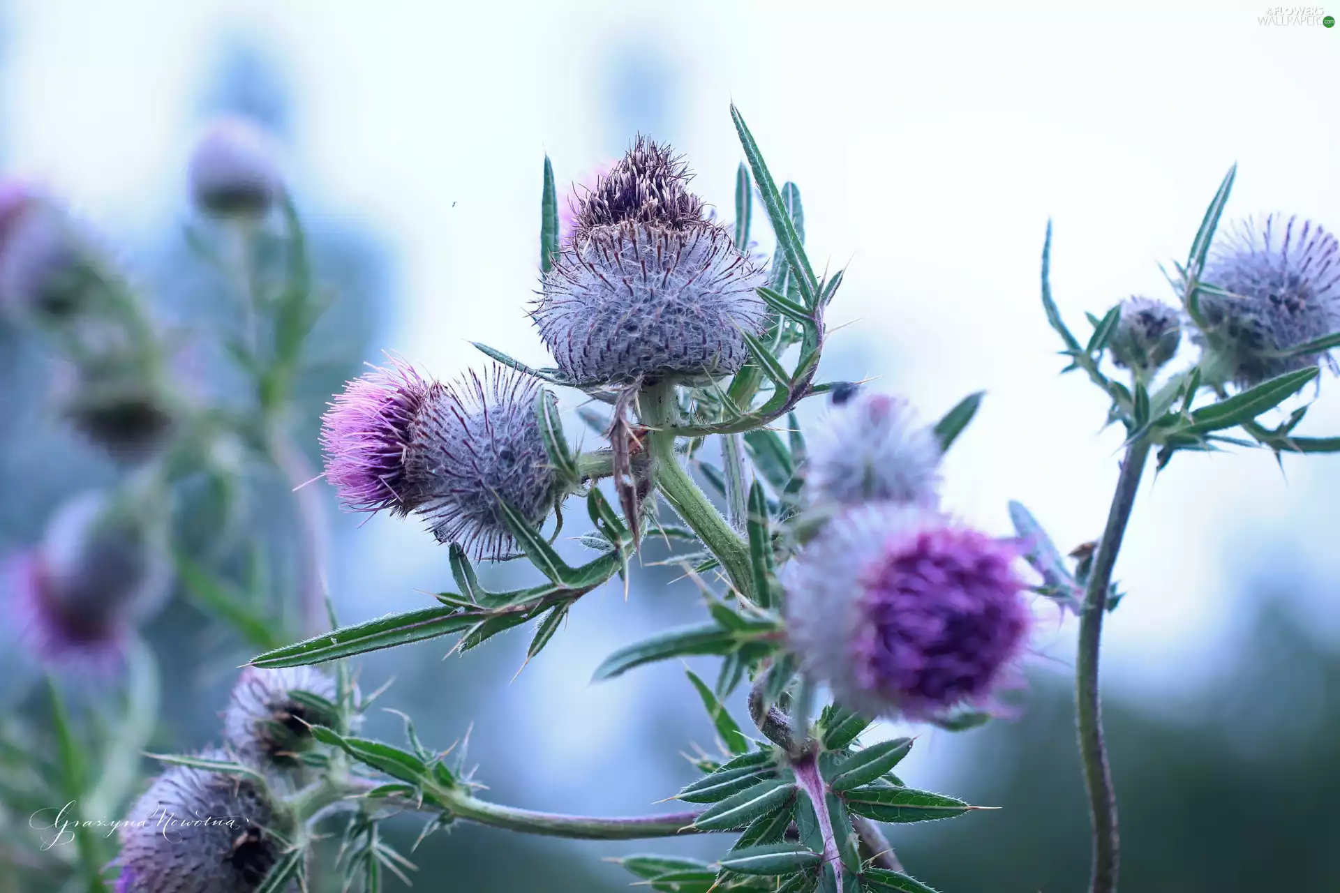 purple, Thistles