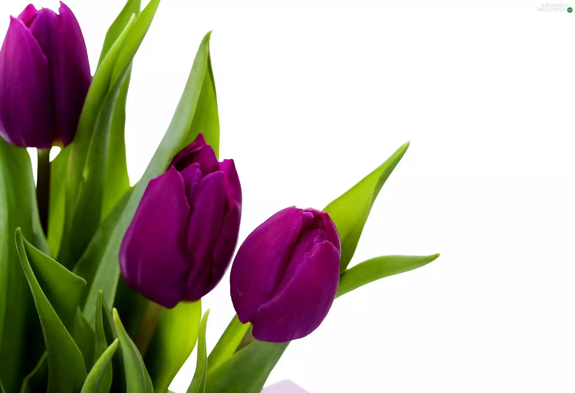 purple, Tulips
