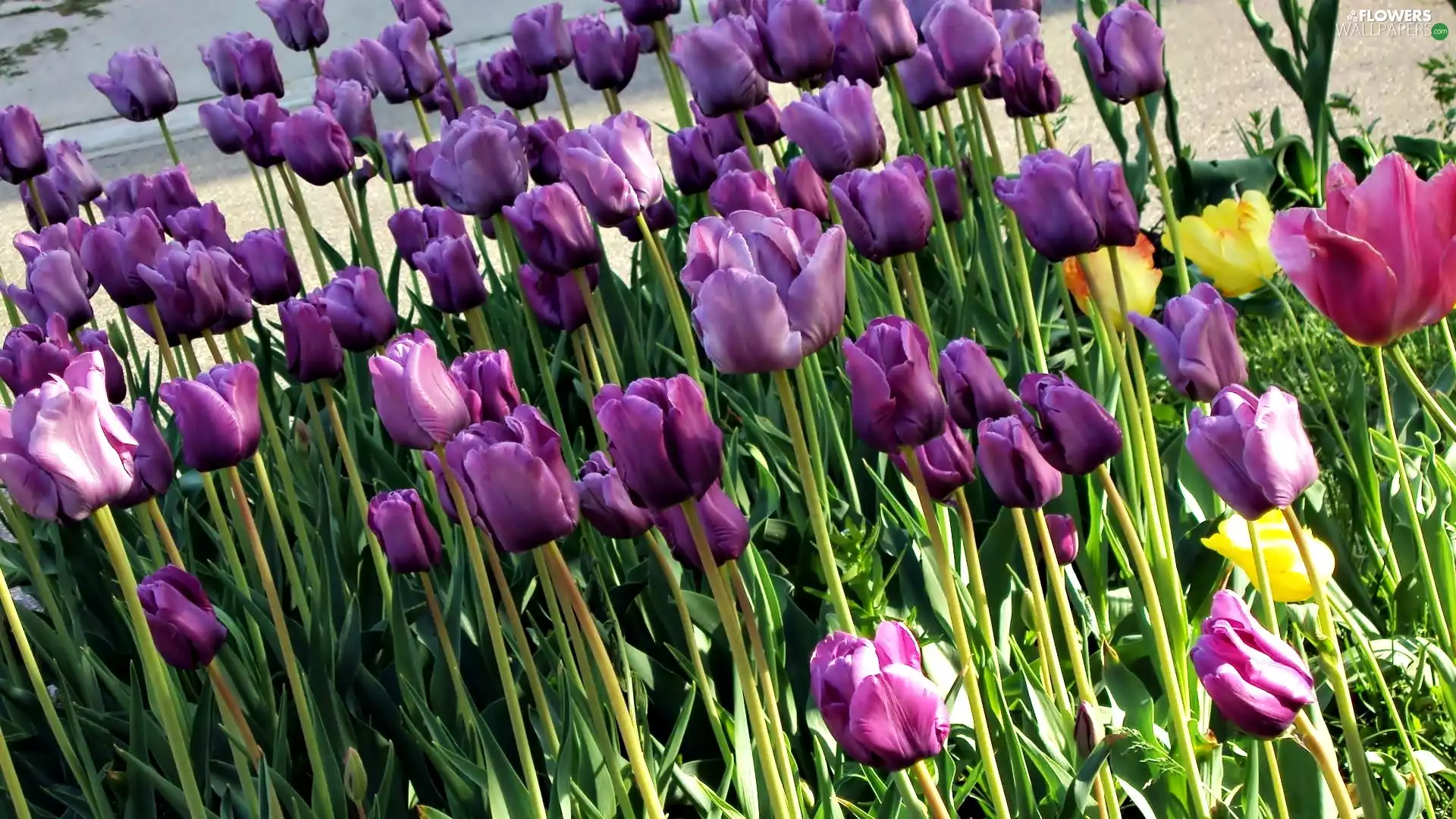 purple, Tulips