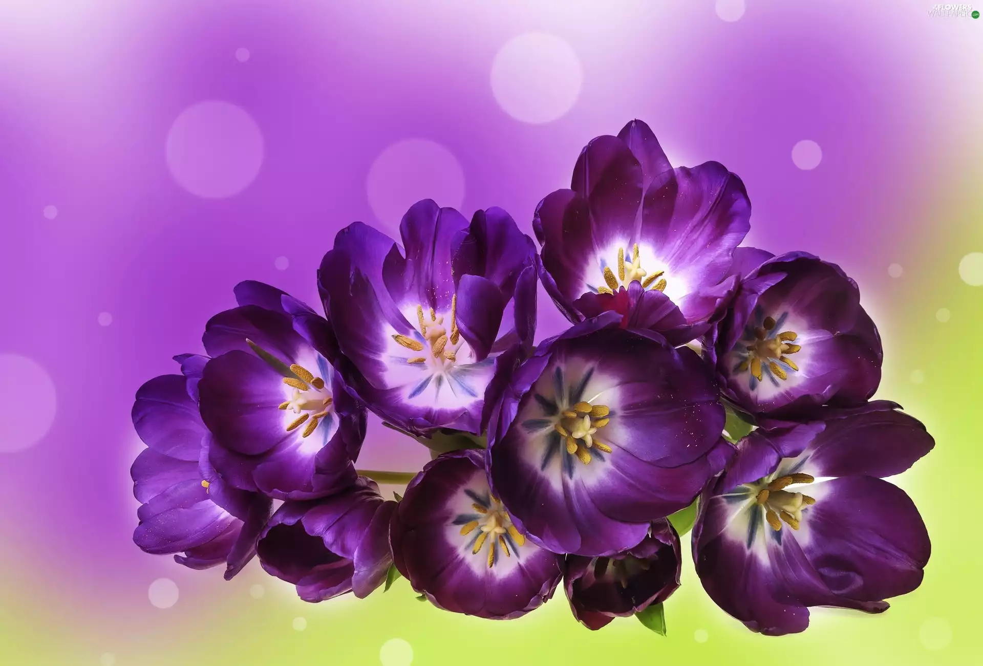 purple, Tulips