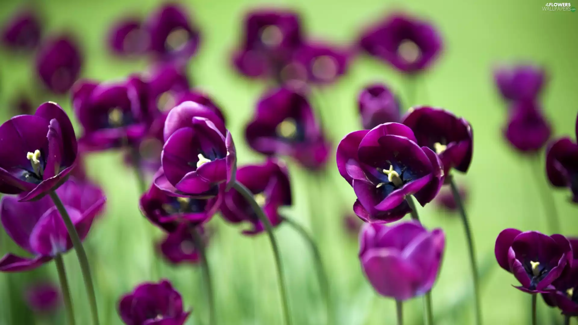 purple, Tulips