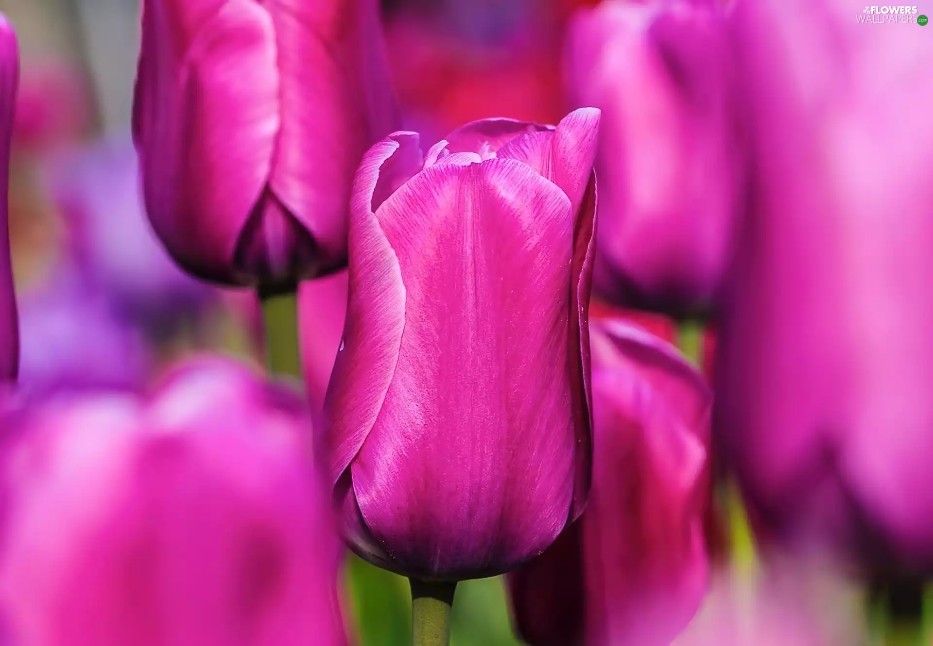 purple, Tulips