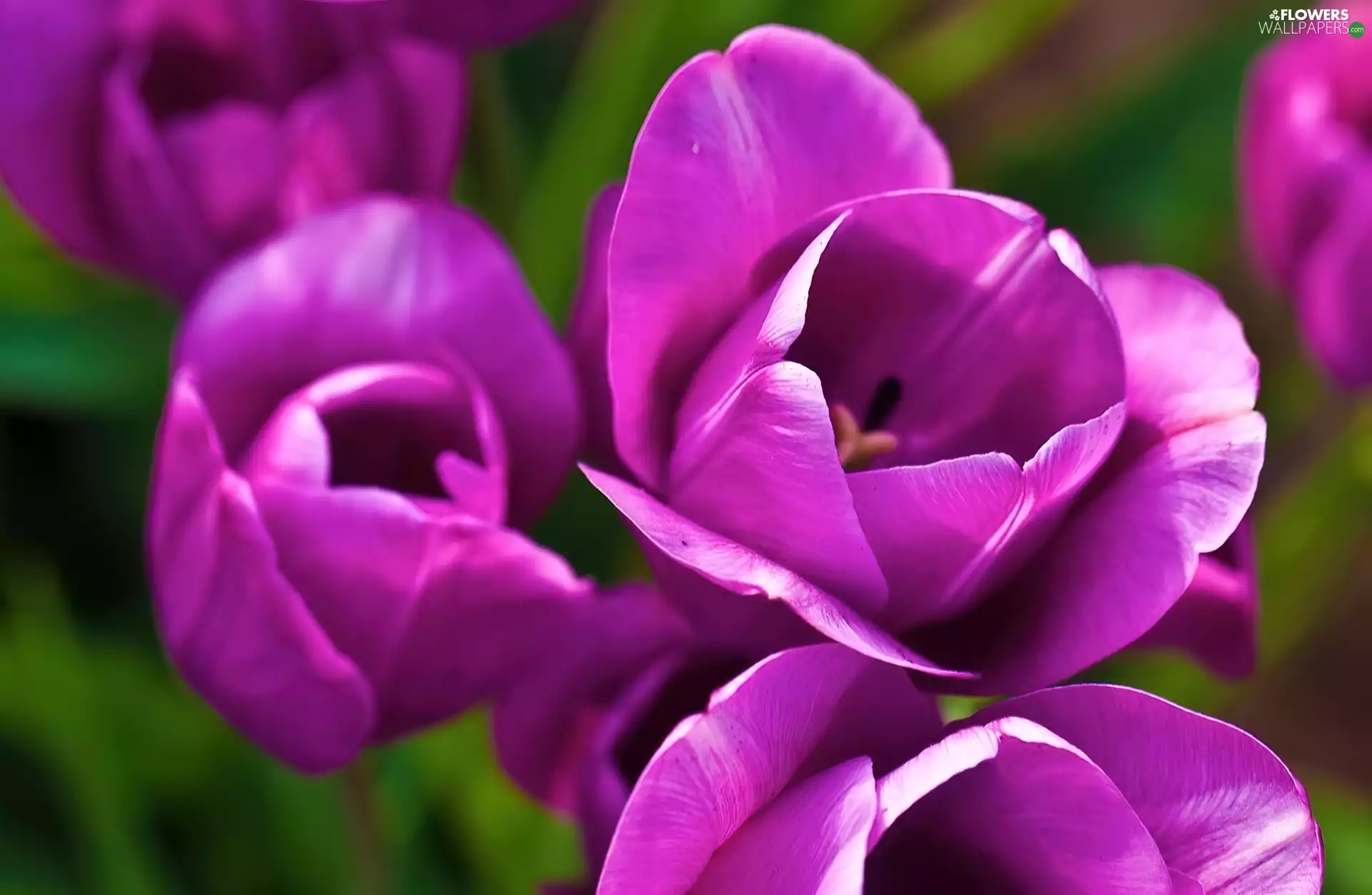 purple, Tulips