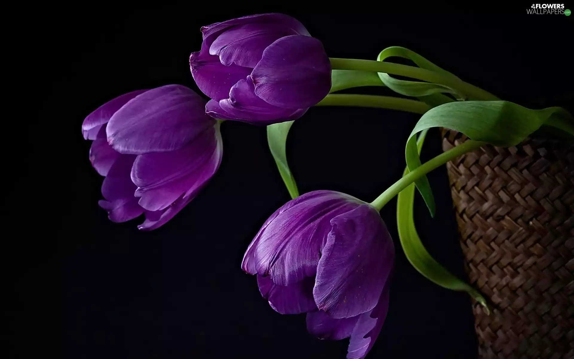 purple, Tulips