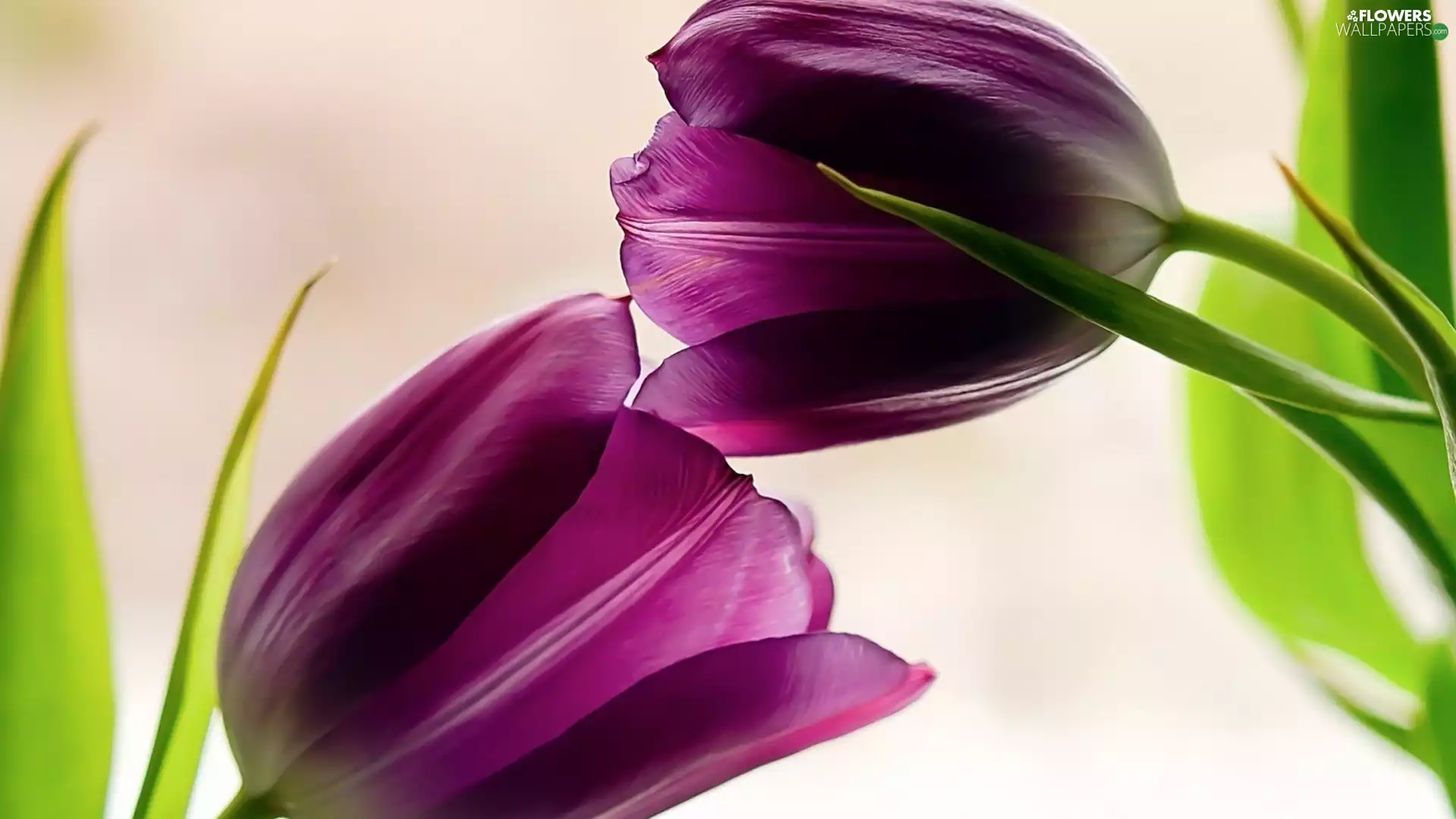 purple, Flowers, Tulips