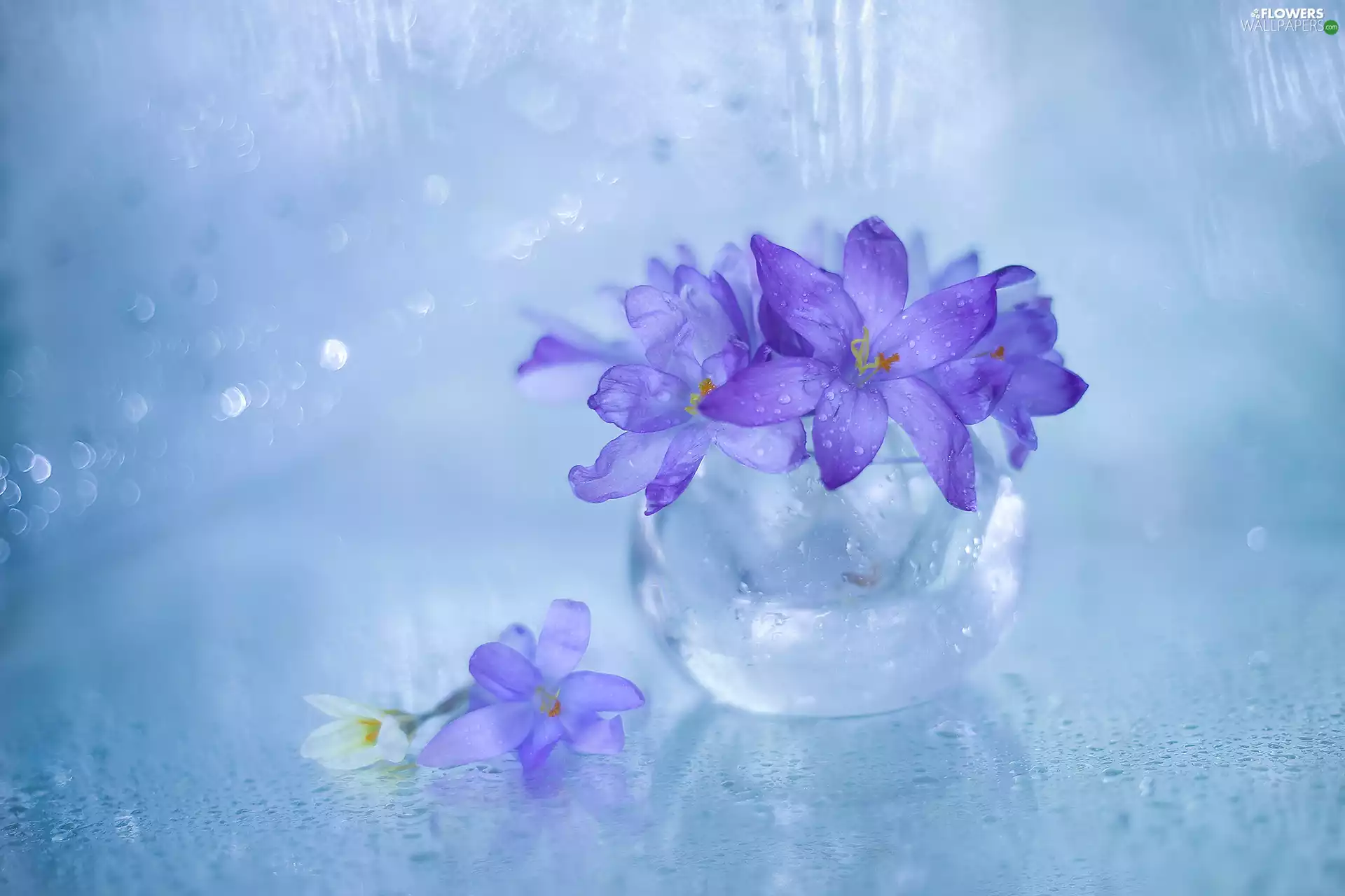 vase, crocuses, Flowers, purple