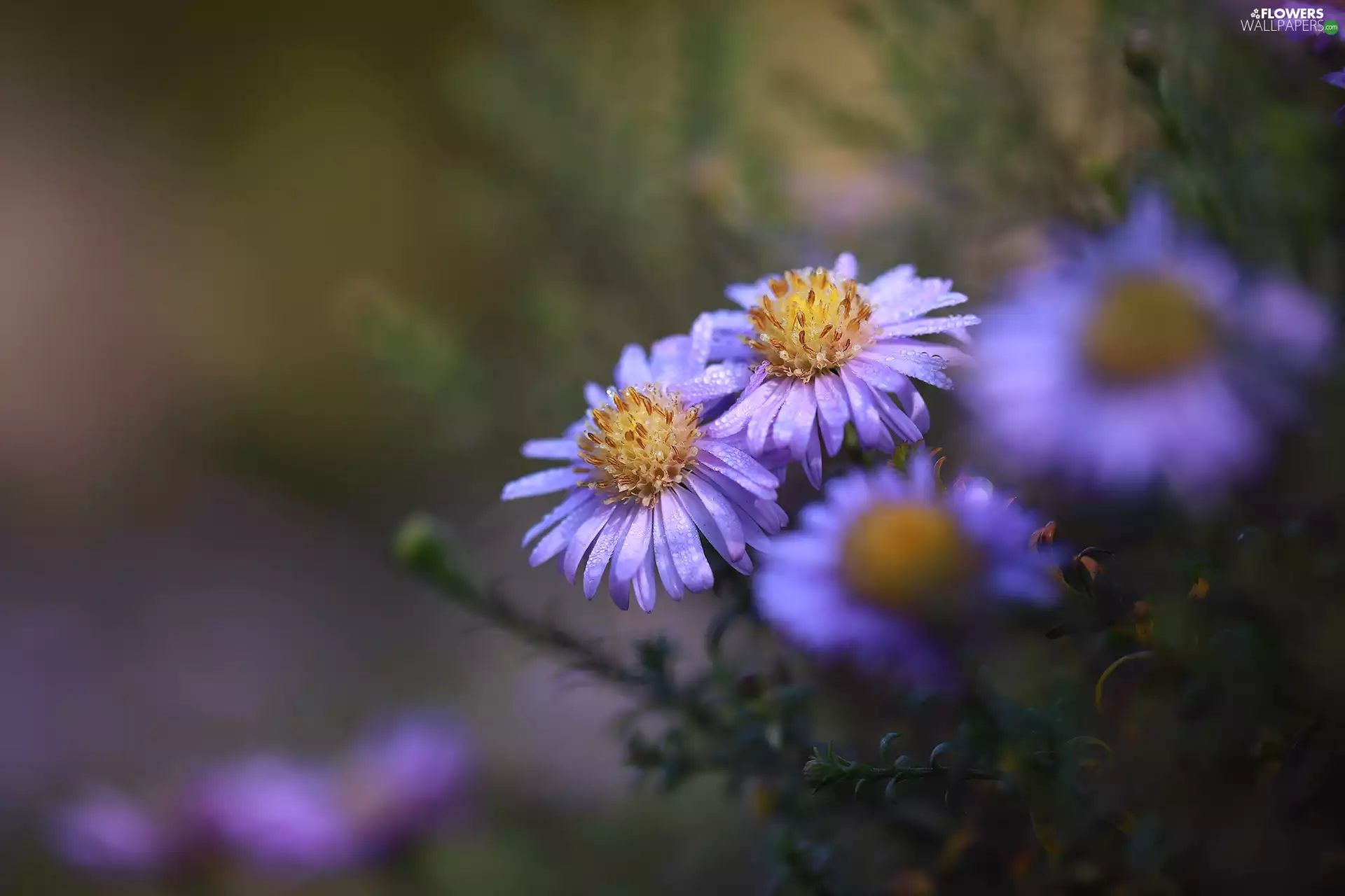 wet, Astra, Flowers, purple