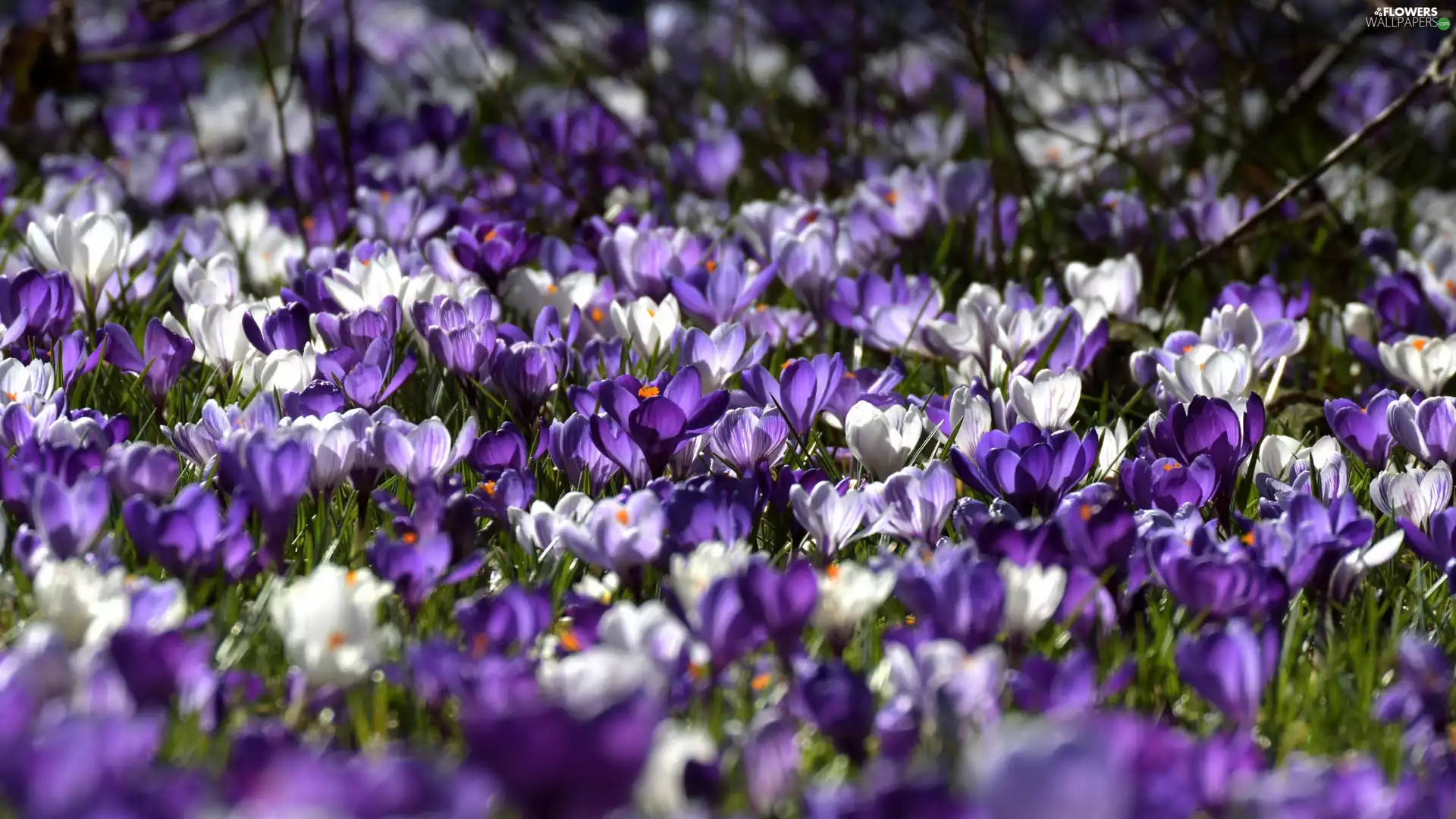 White, crocuses, blur, purple