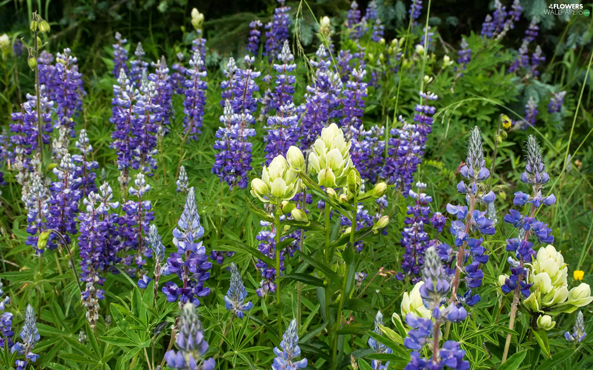White, Flowers, lupine, purple
