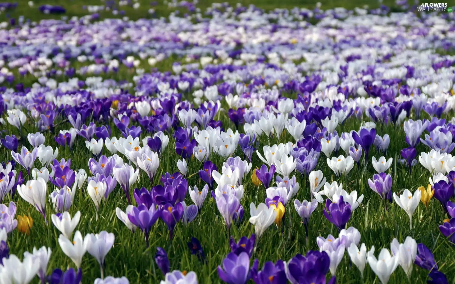 White, crocuses, Meadow, purple