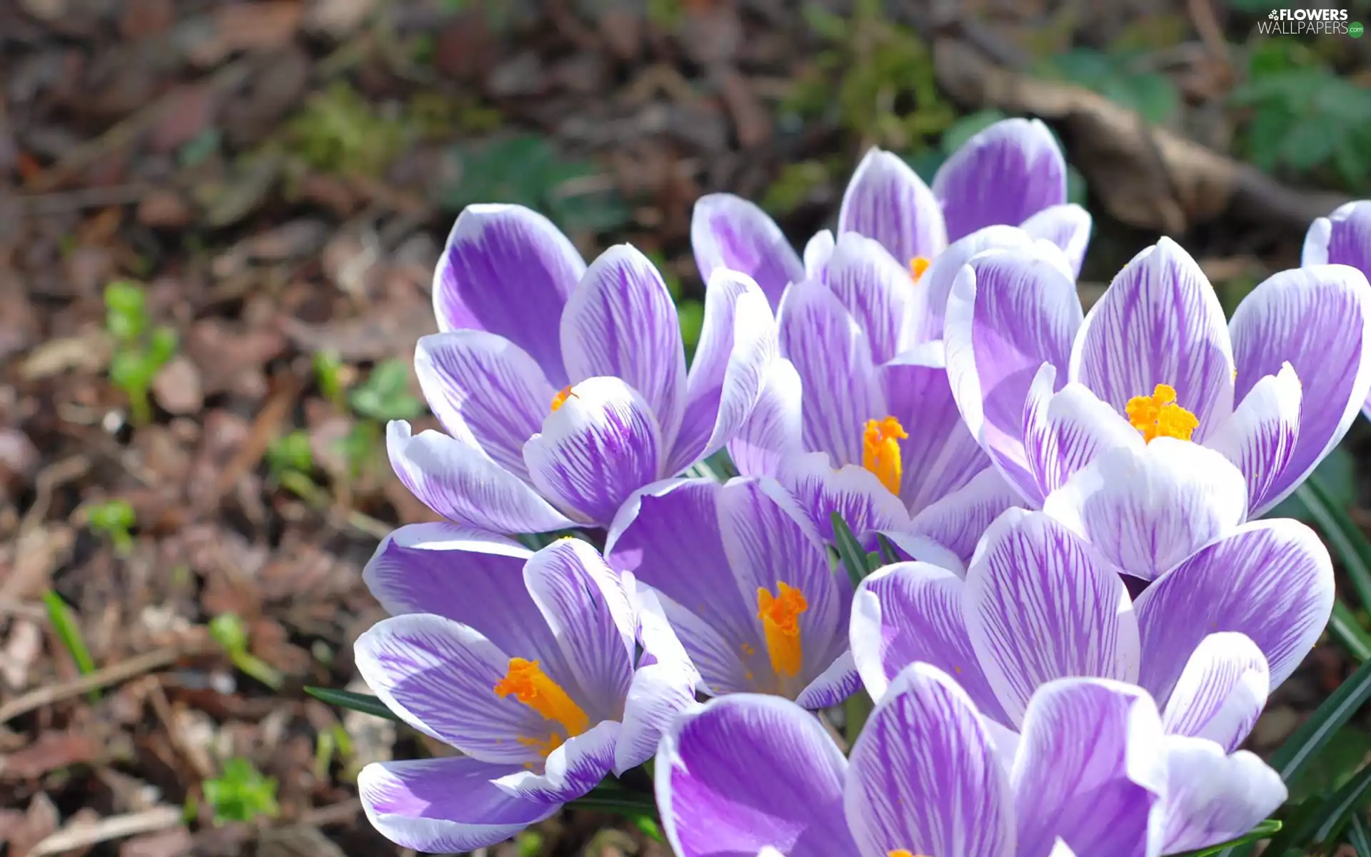 white, crocuses, Spring, purple