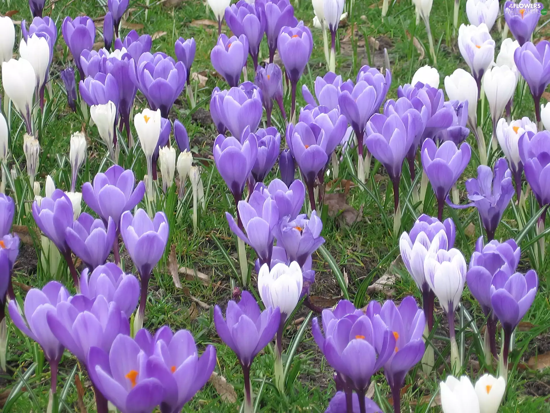 White, crocuses, Spring, purple