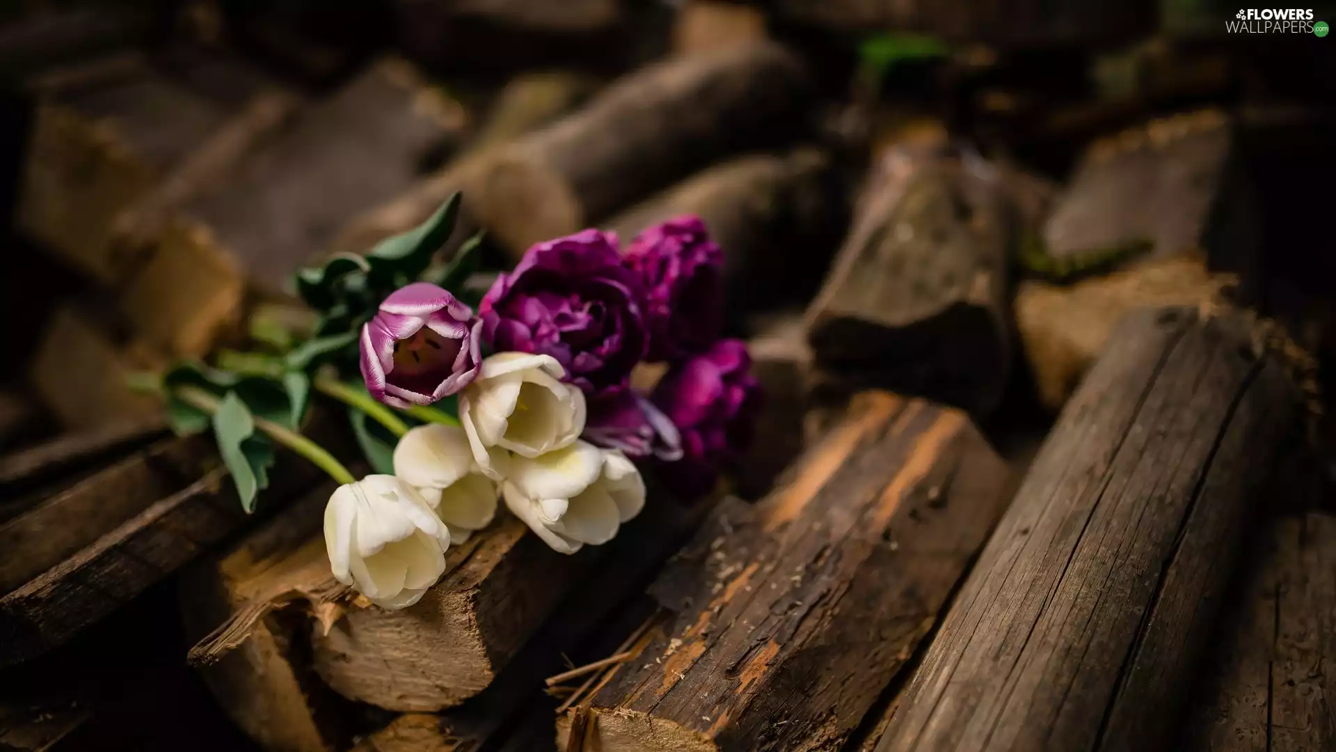 White, Tulips, Wood, purple